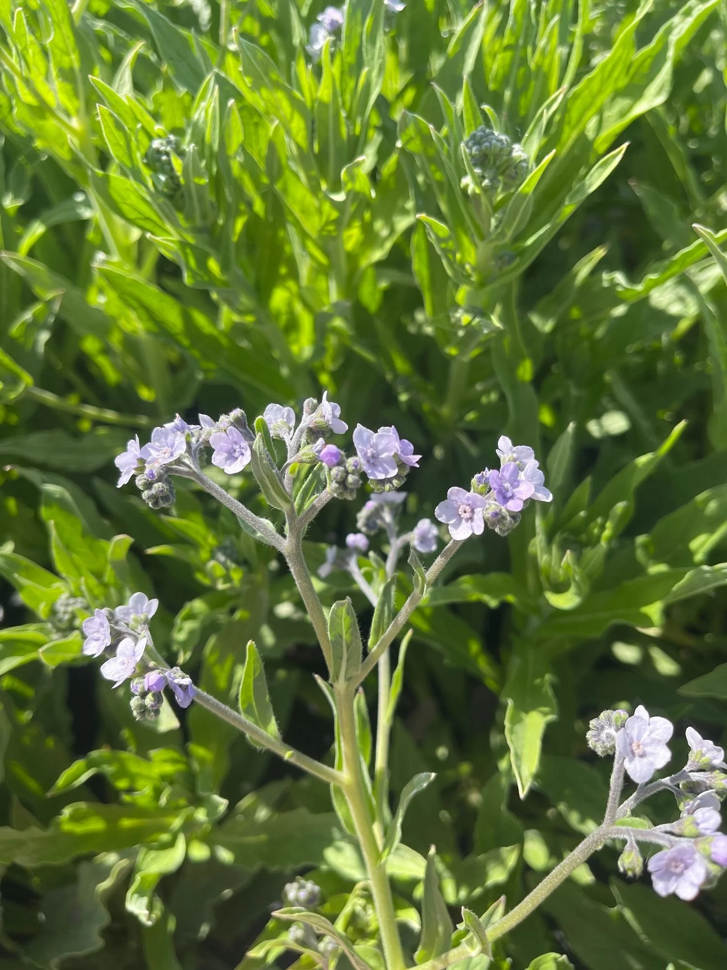 Cynoglossum 'Marilyn'