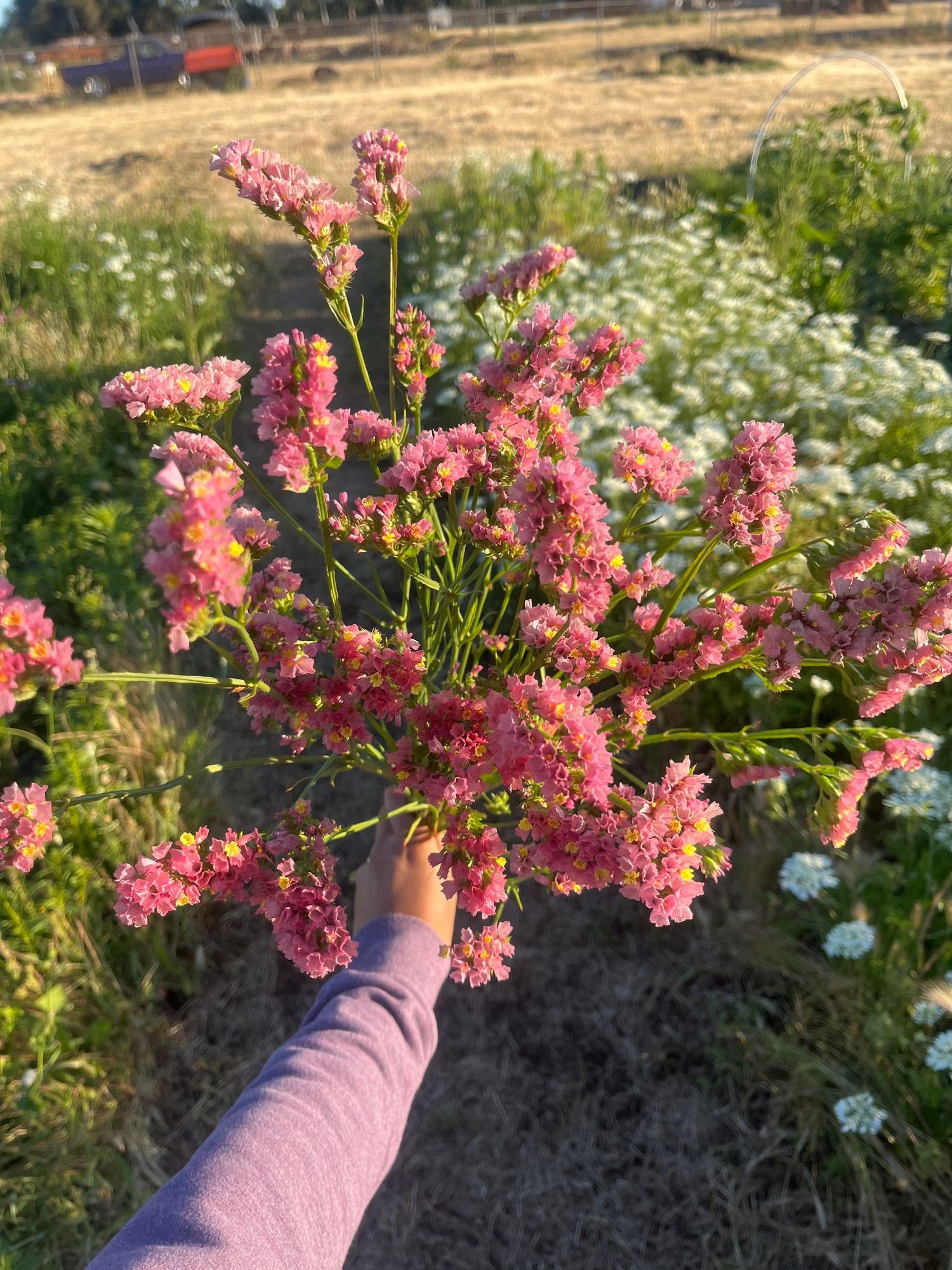 Statice 'Apricot Beauty'