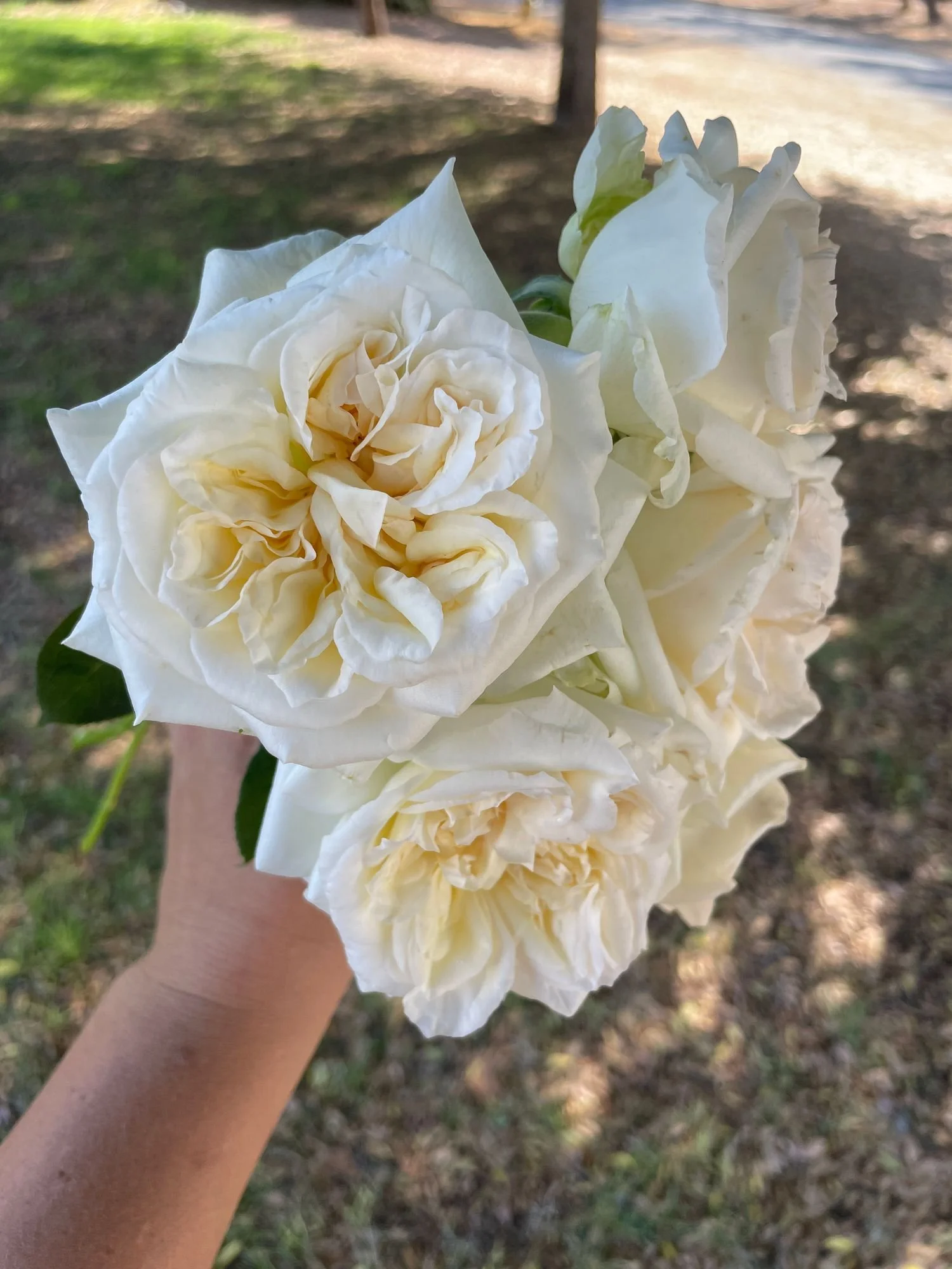 Garden Rose 'Ohara White'