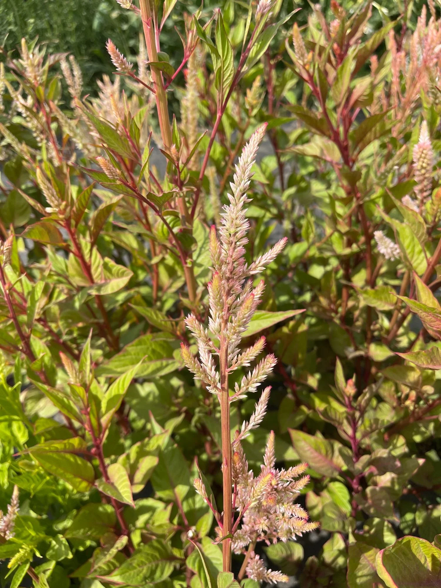 Celosia 'Vintage Rose'