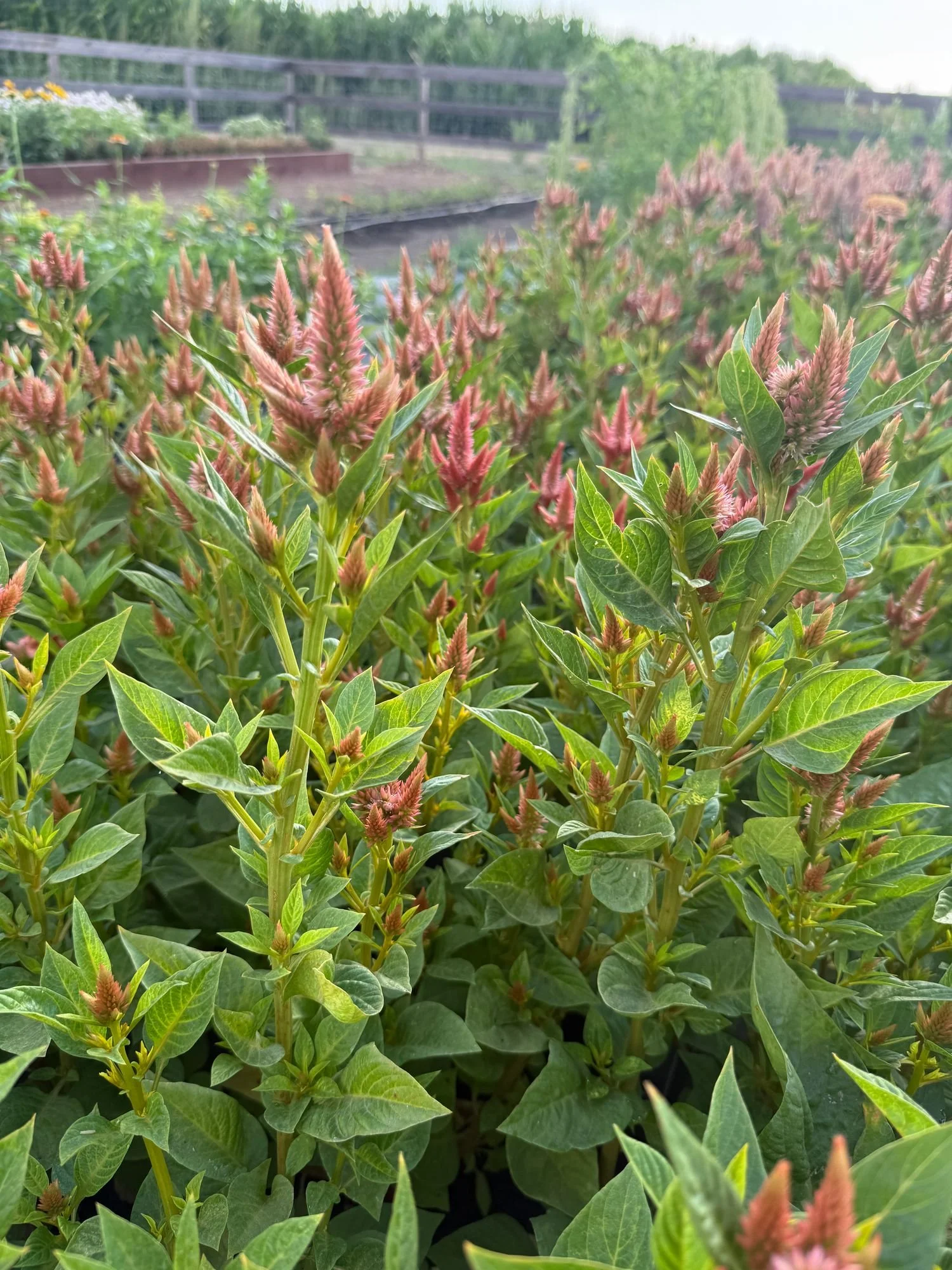Celosia 'Celway Teracotta'