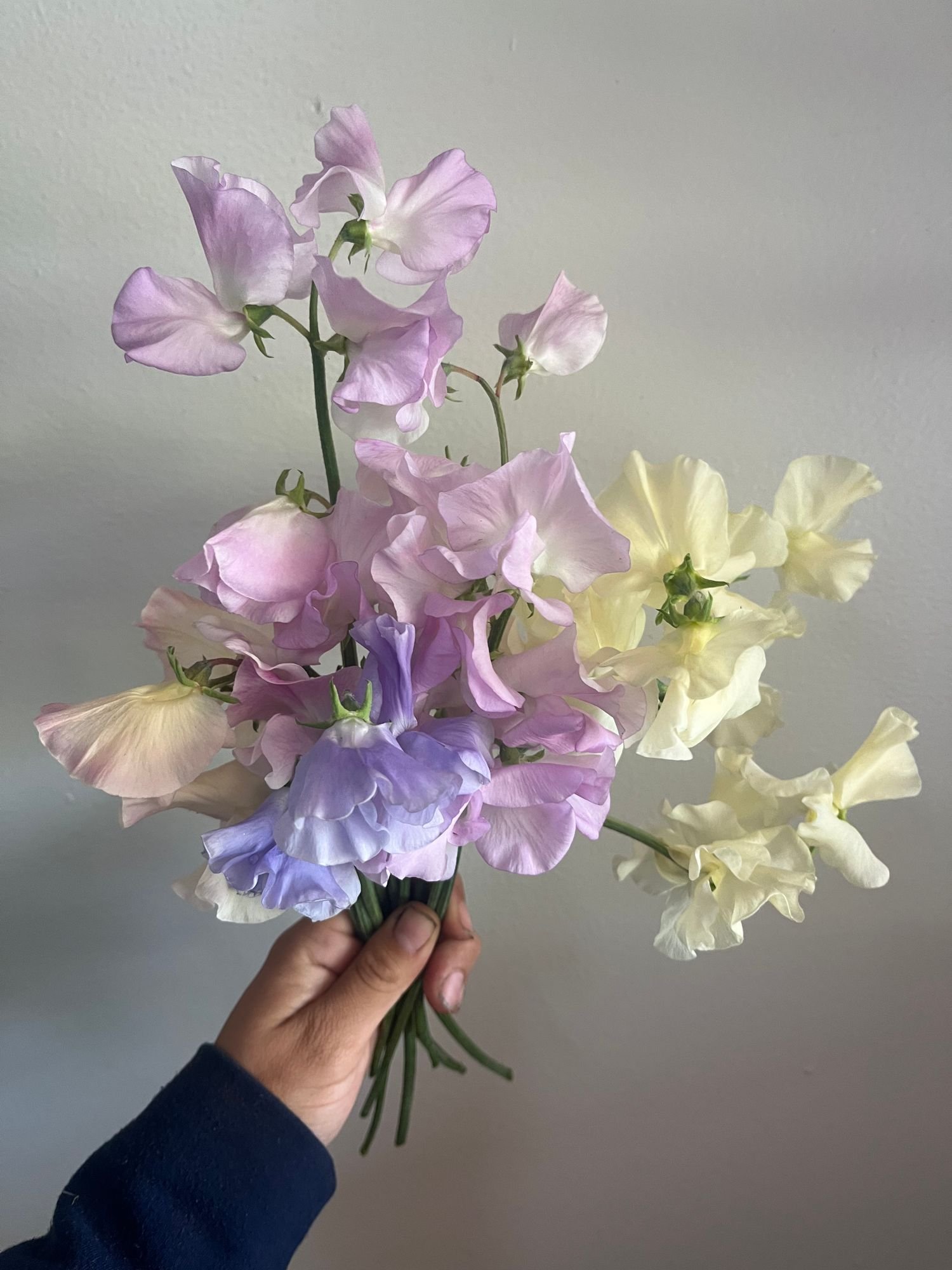 Sweet Pea 'Pastel Mix'