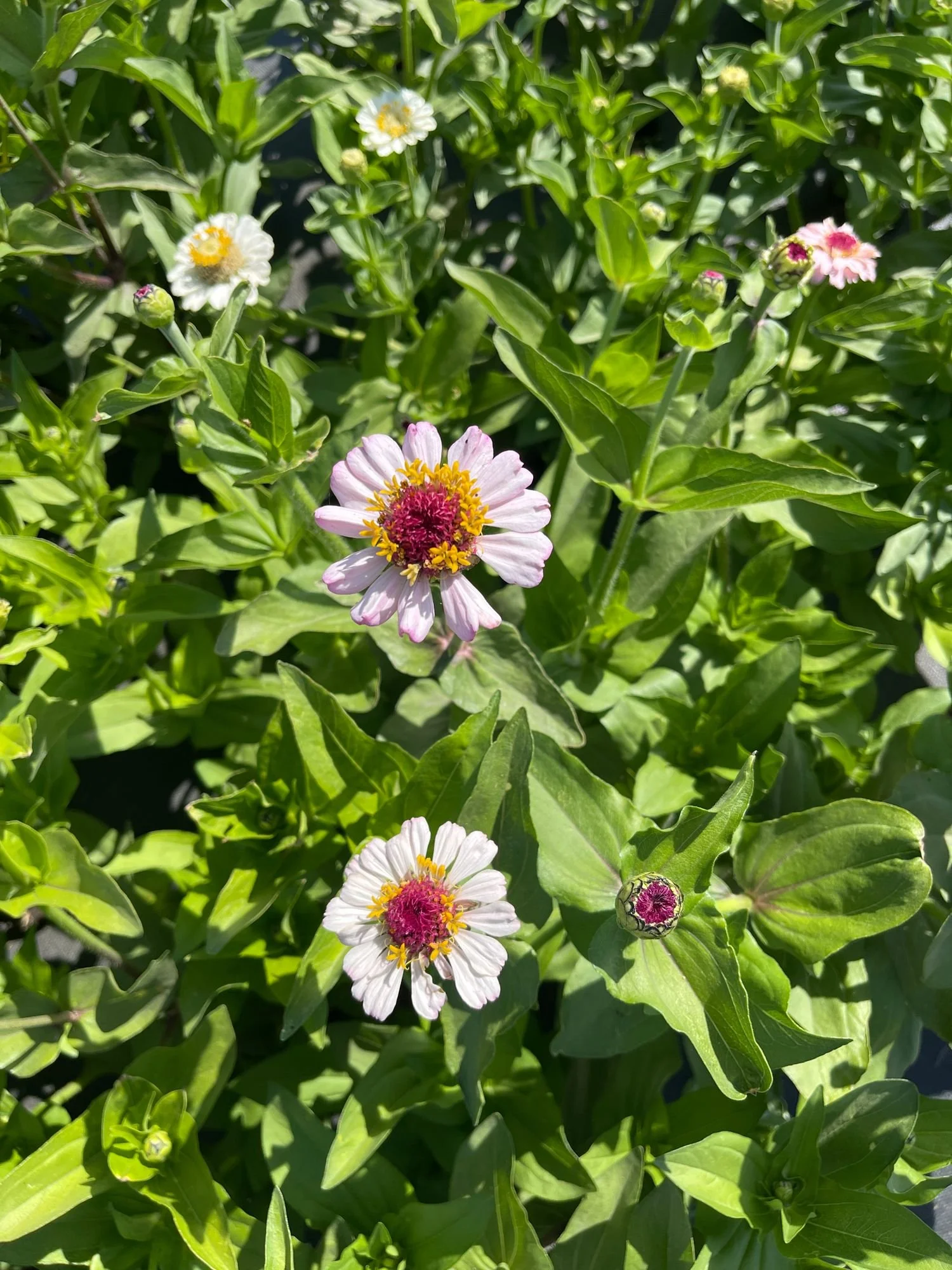 Zinnia 'Zinderella Lilac'