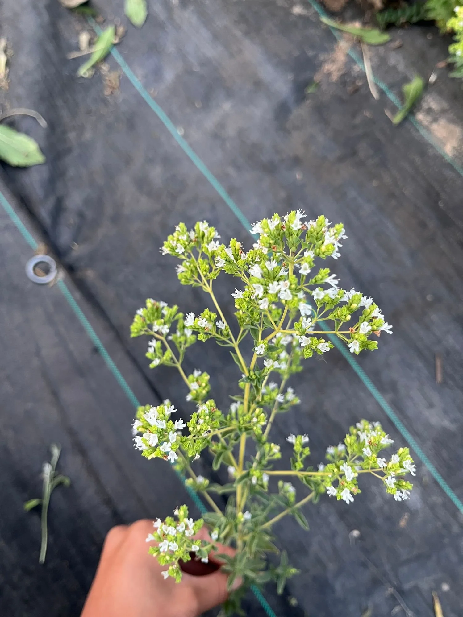 Oregano