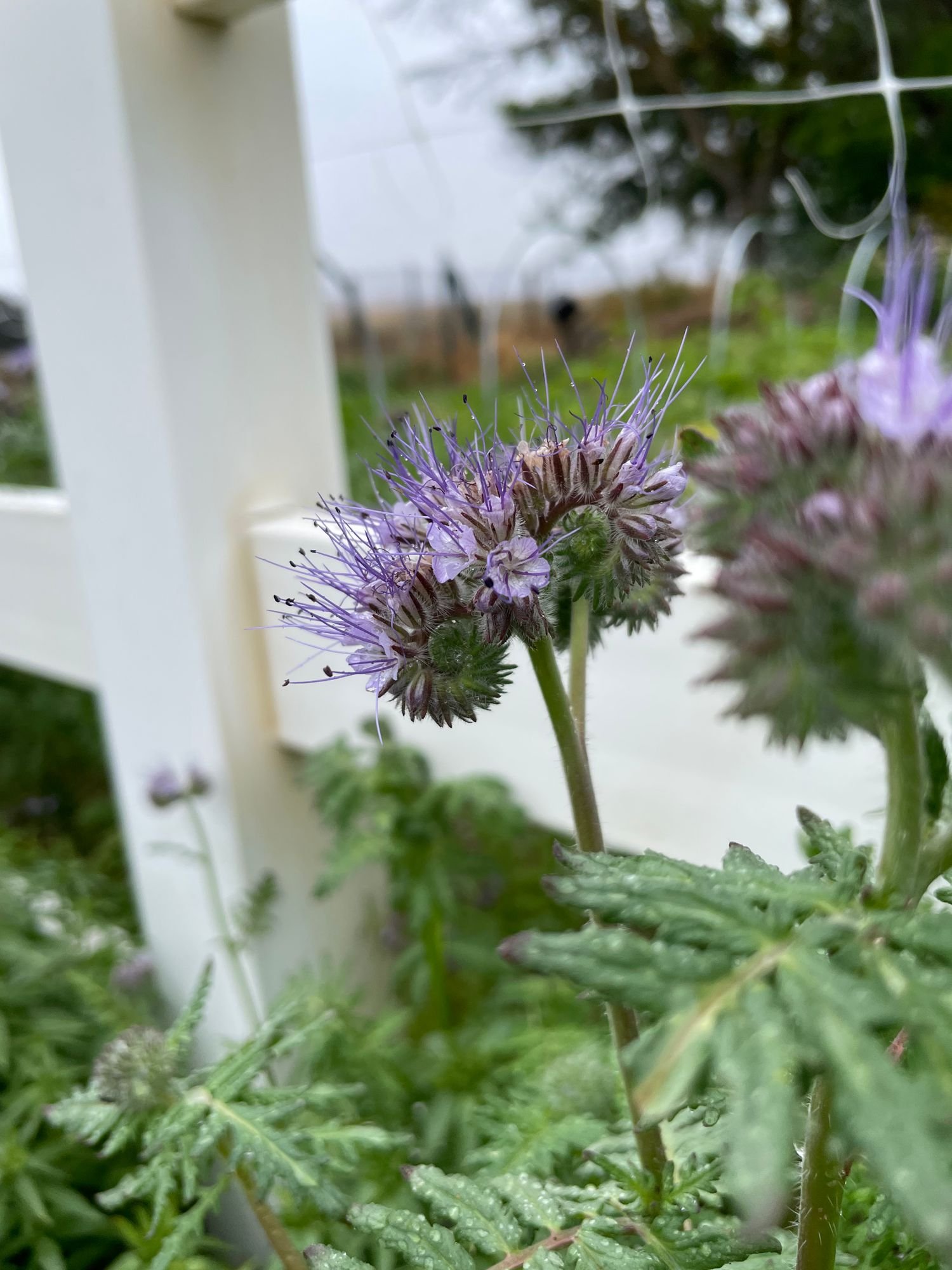 Phacelia