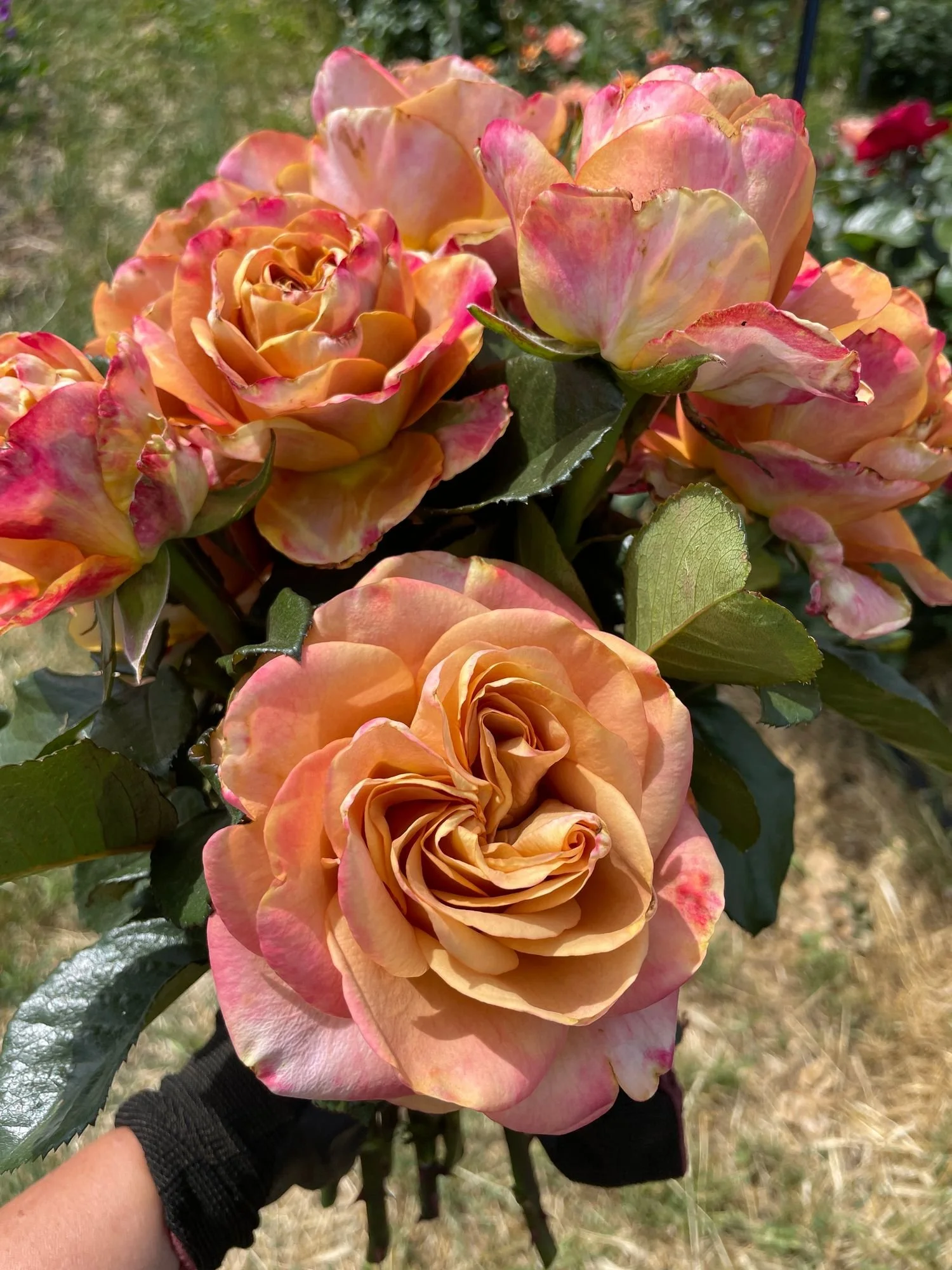 Garden Rose 'Symbol'