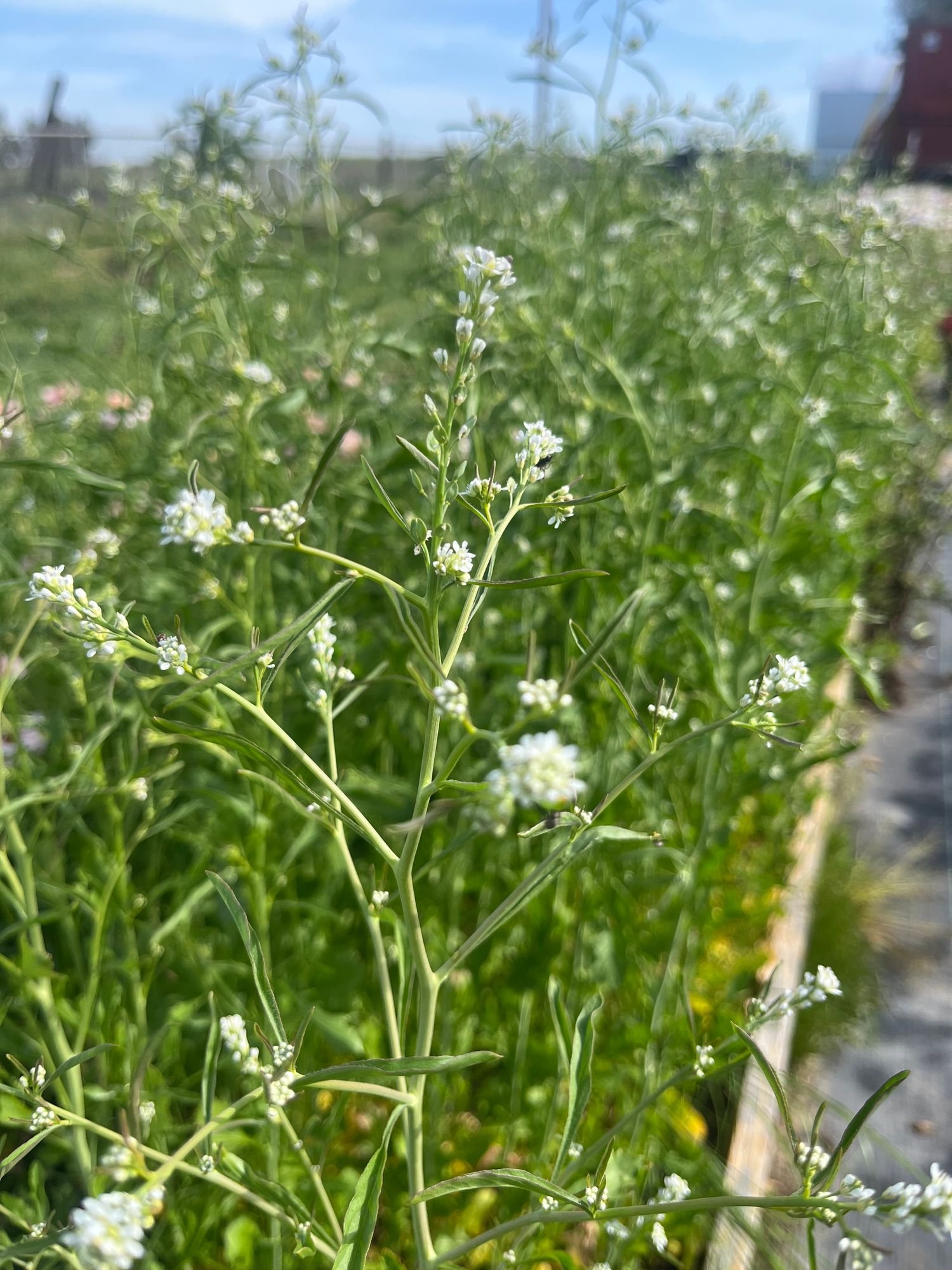 Persian Cress