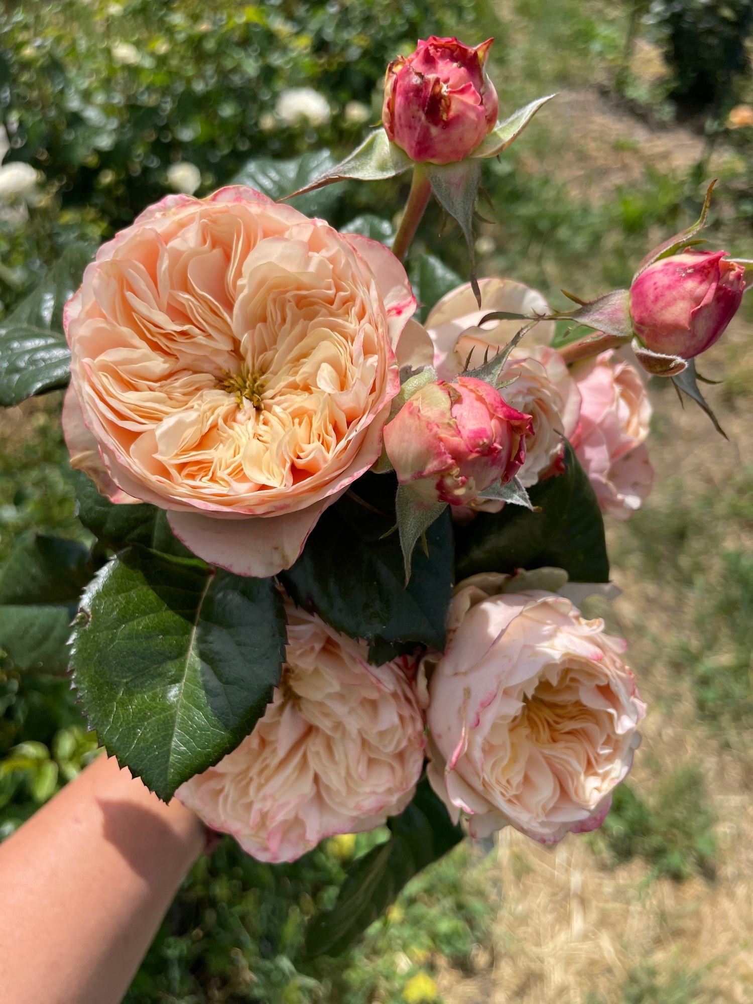 Rose 'Darlington'