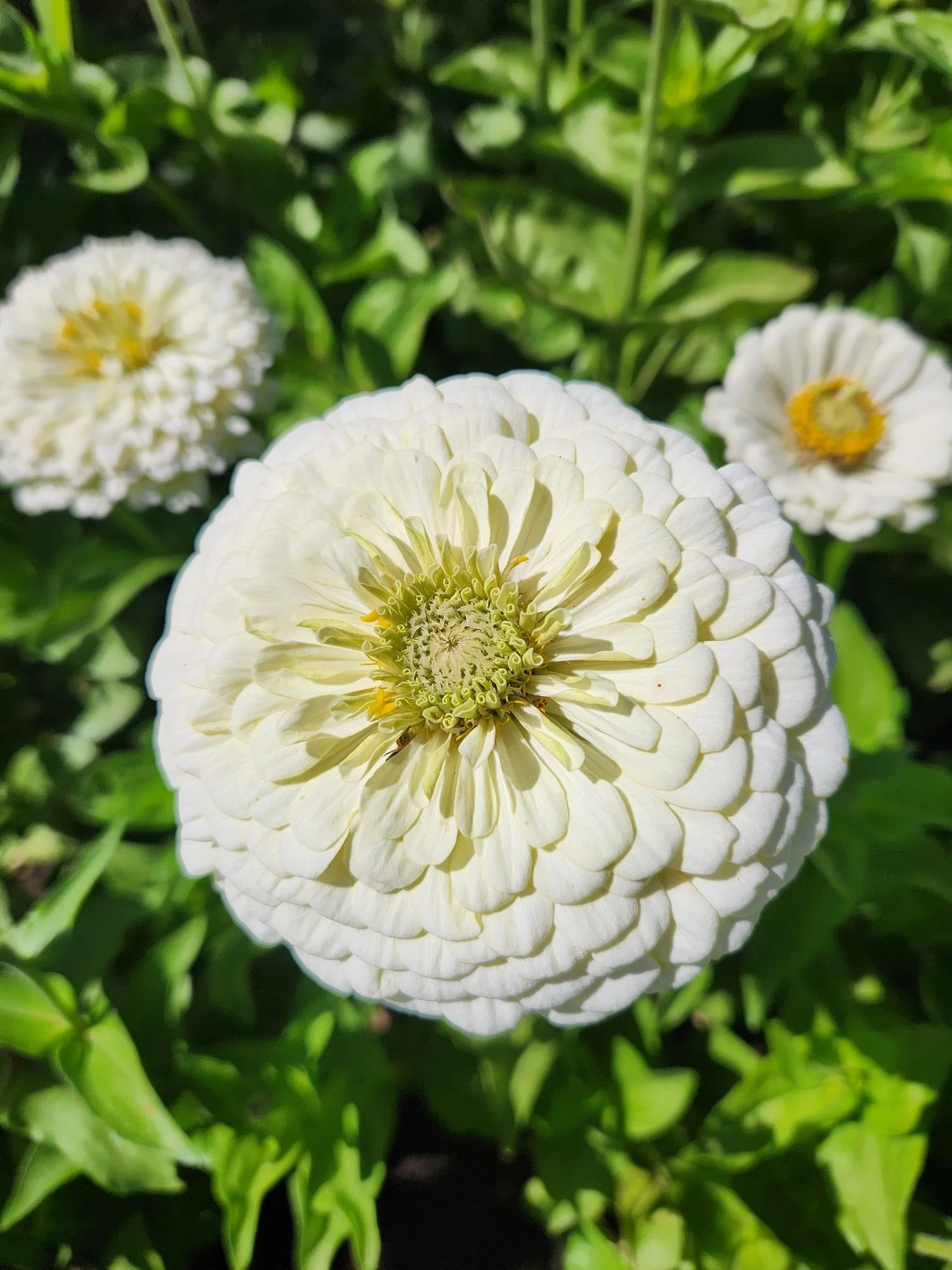 Zinnia 'Benarys Giant White'
