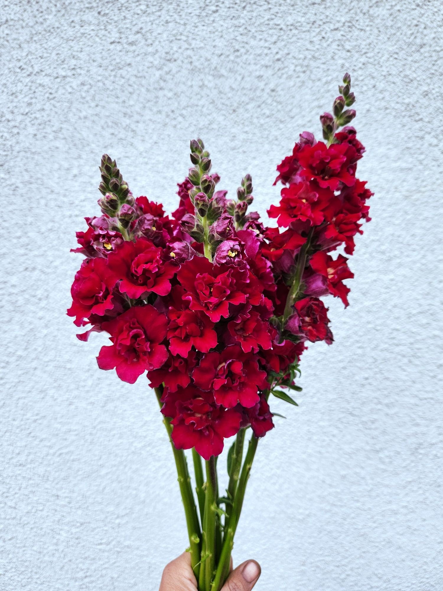Snapdragon 'Butterfly Red'