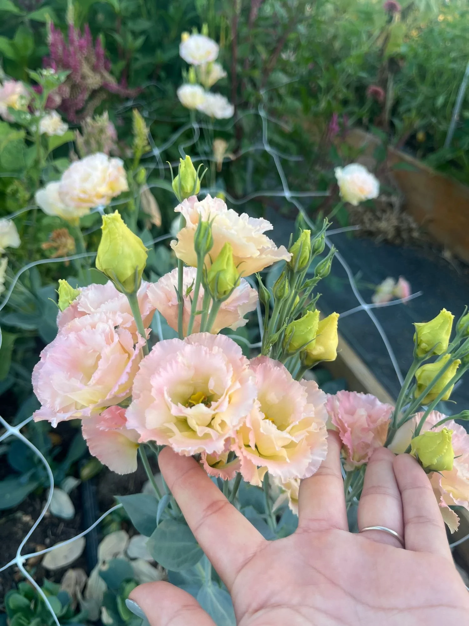 Lisianthus 'Voyage Apricot'