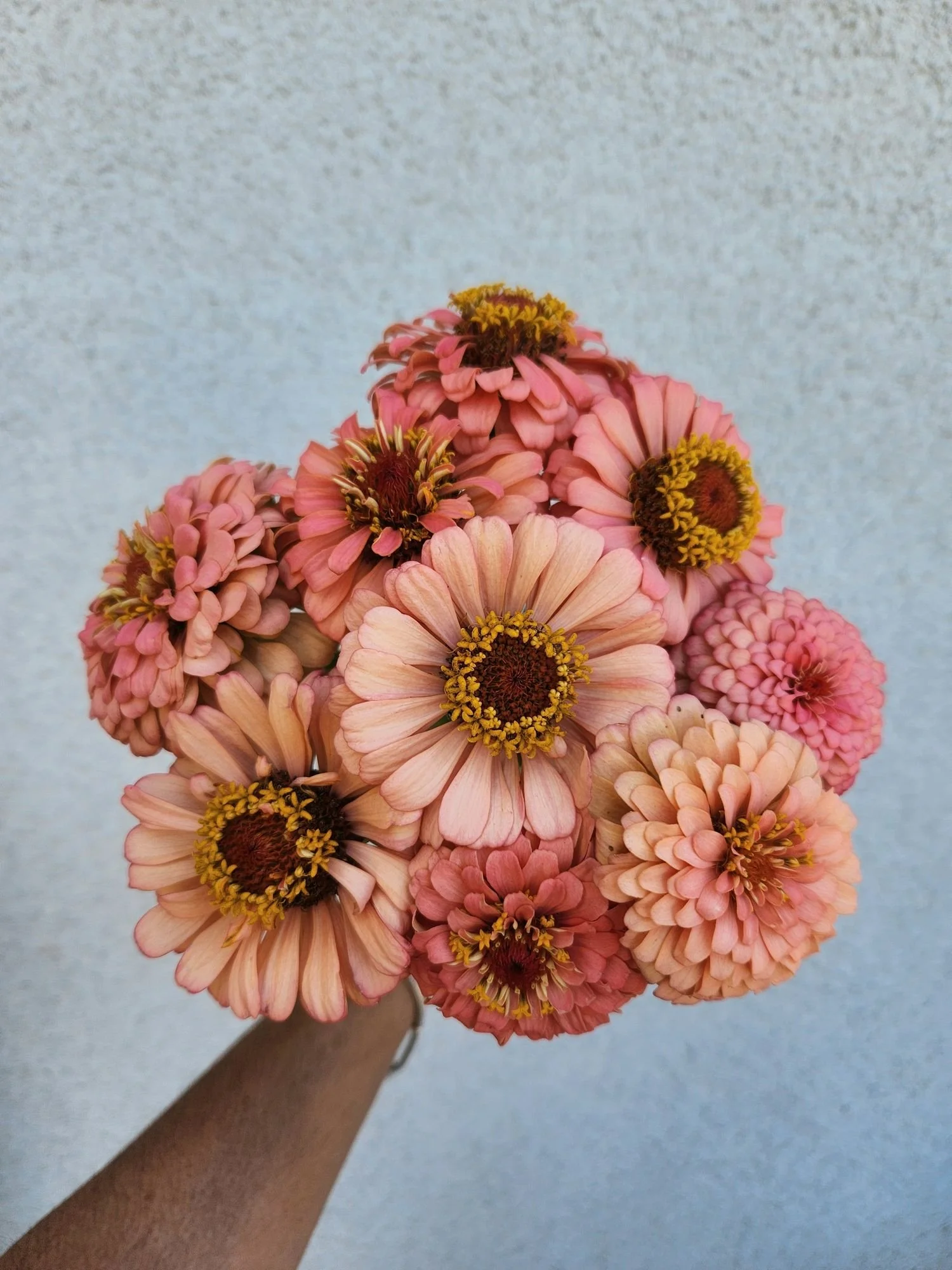 Zinnias 'Oklahoma Salmon'