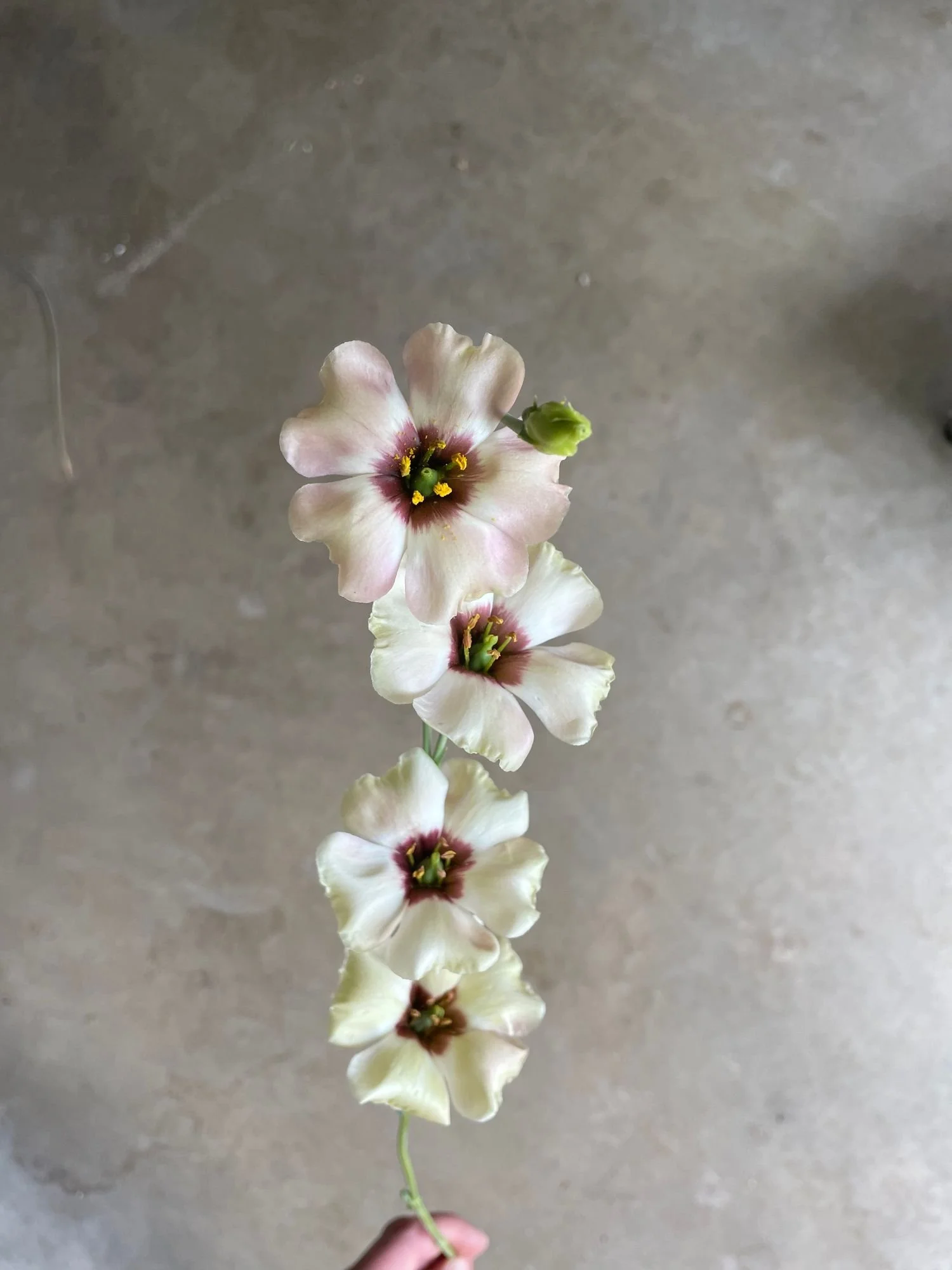 Lisianthus 'Puccino'