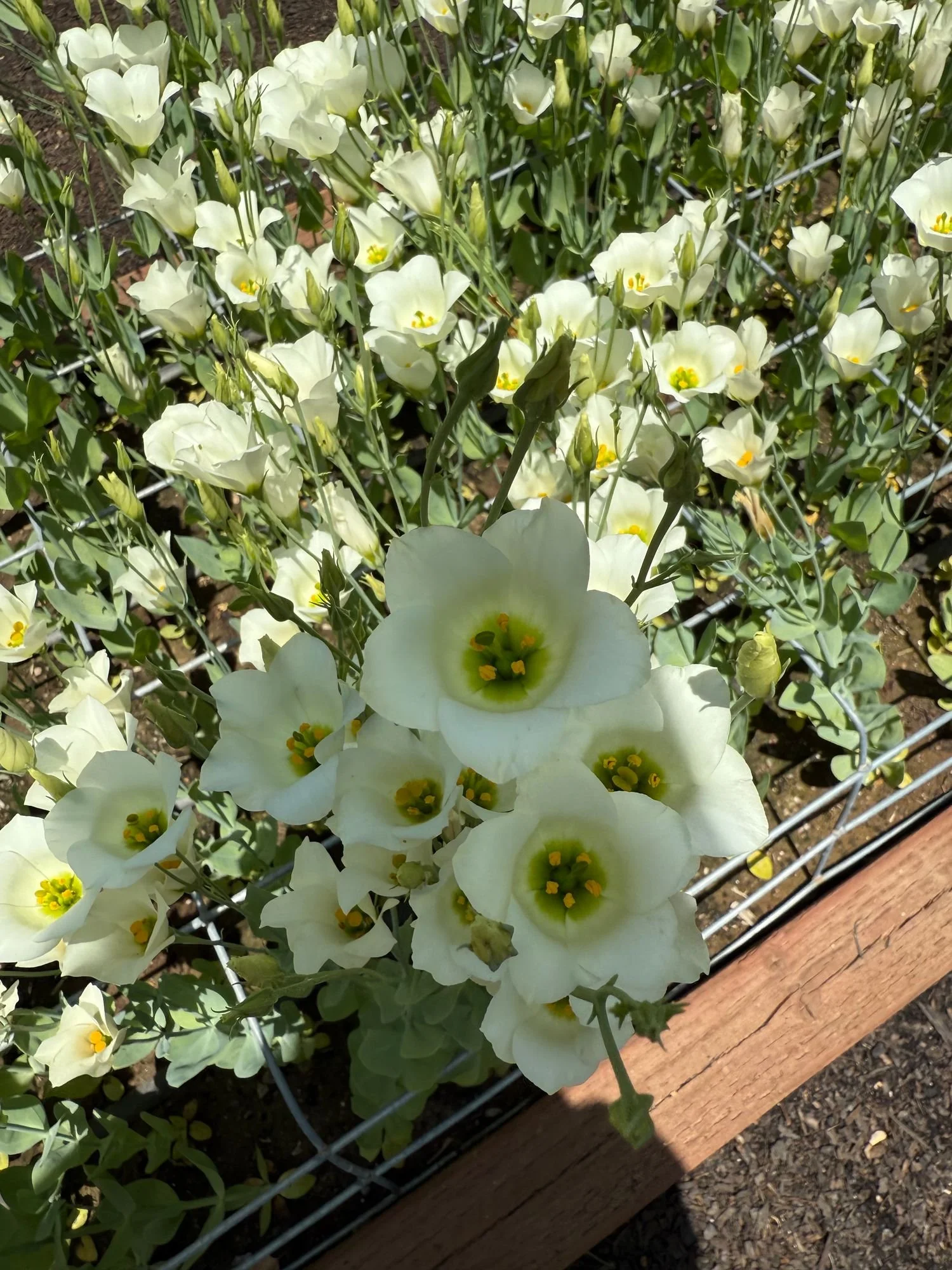 Lisianthus 'Macherie White'