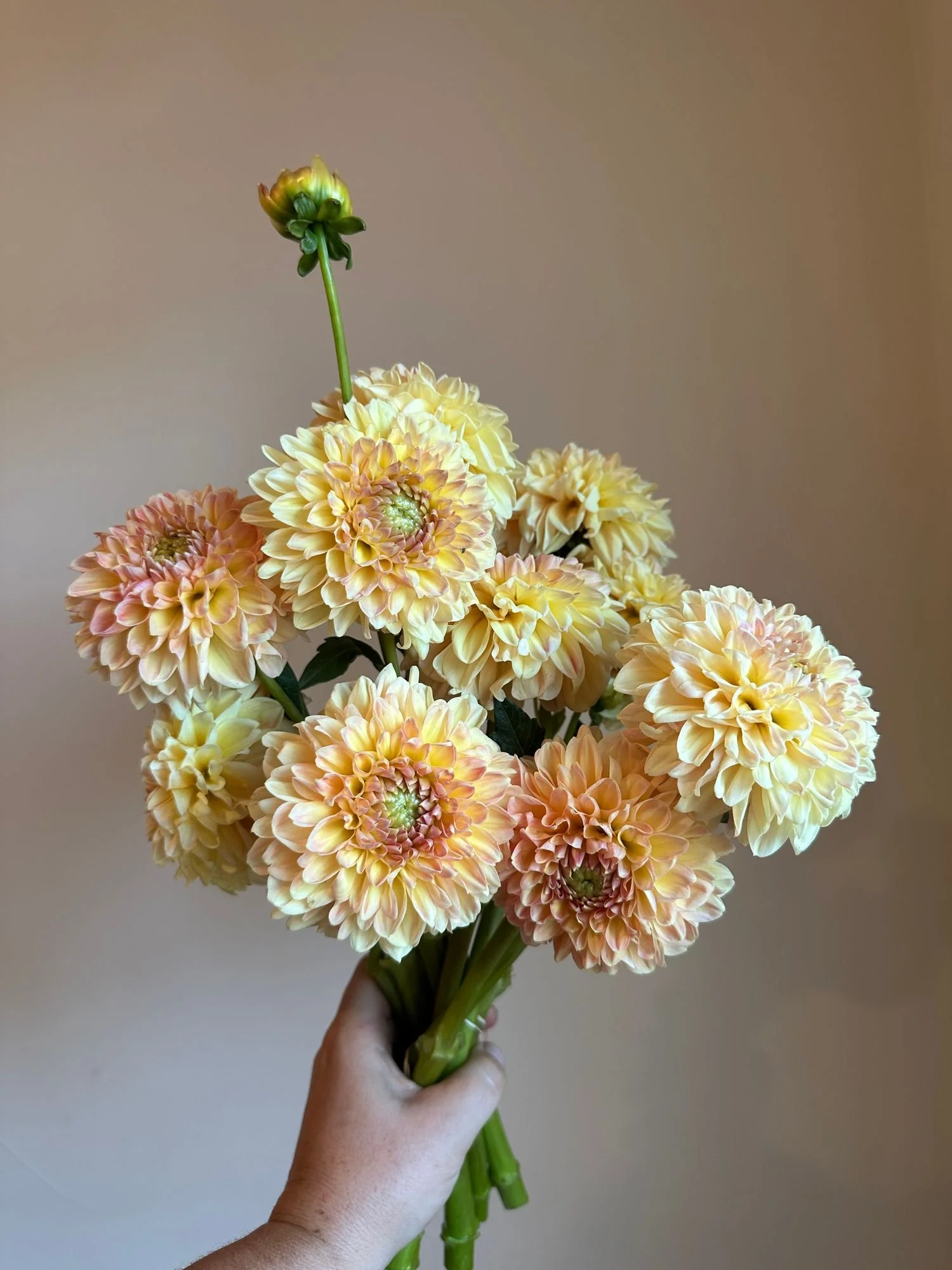 Dahlia 'Crichton Honey'