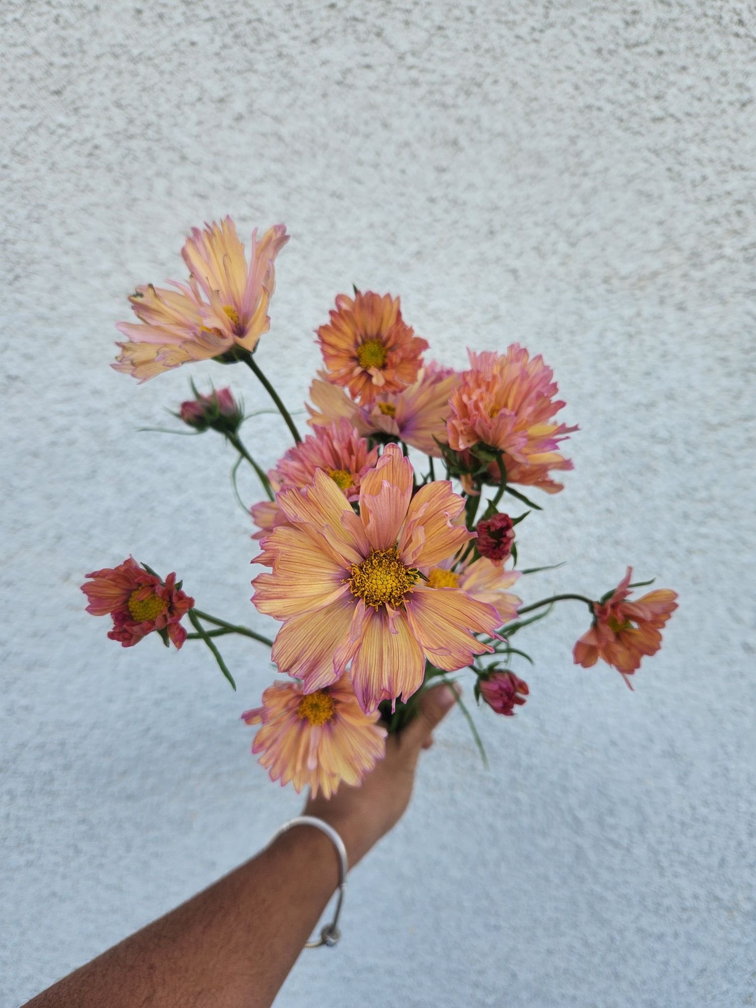 Comos 'Apricotta'