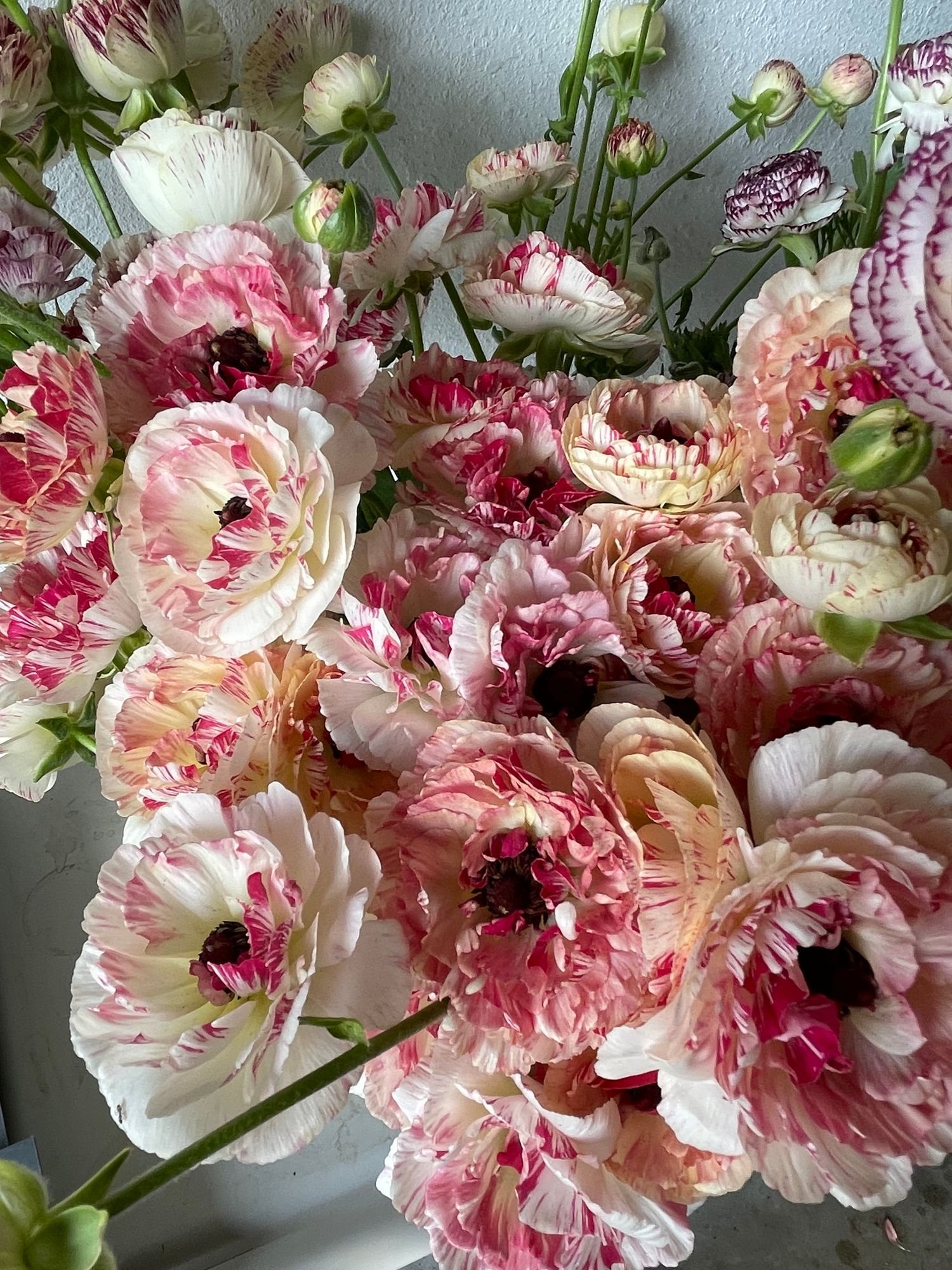 Ranunculus 'Brushmark Cesar'