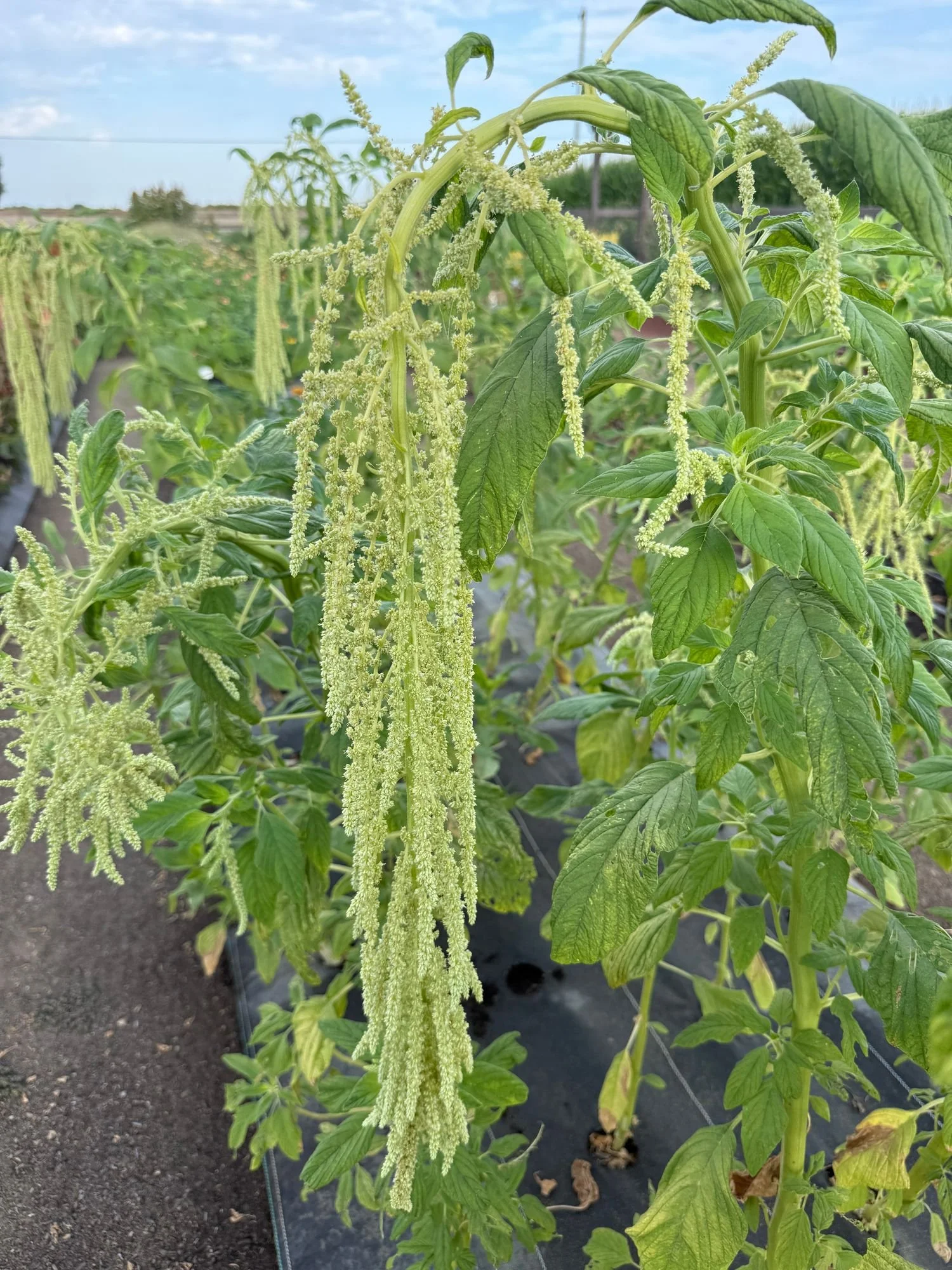 Amaranthus 'Green Cascade'
