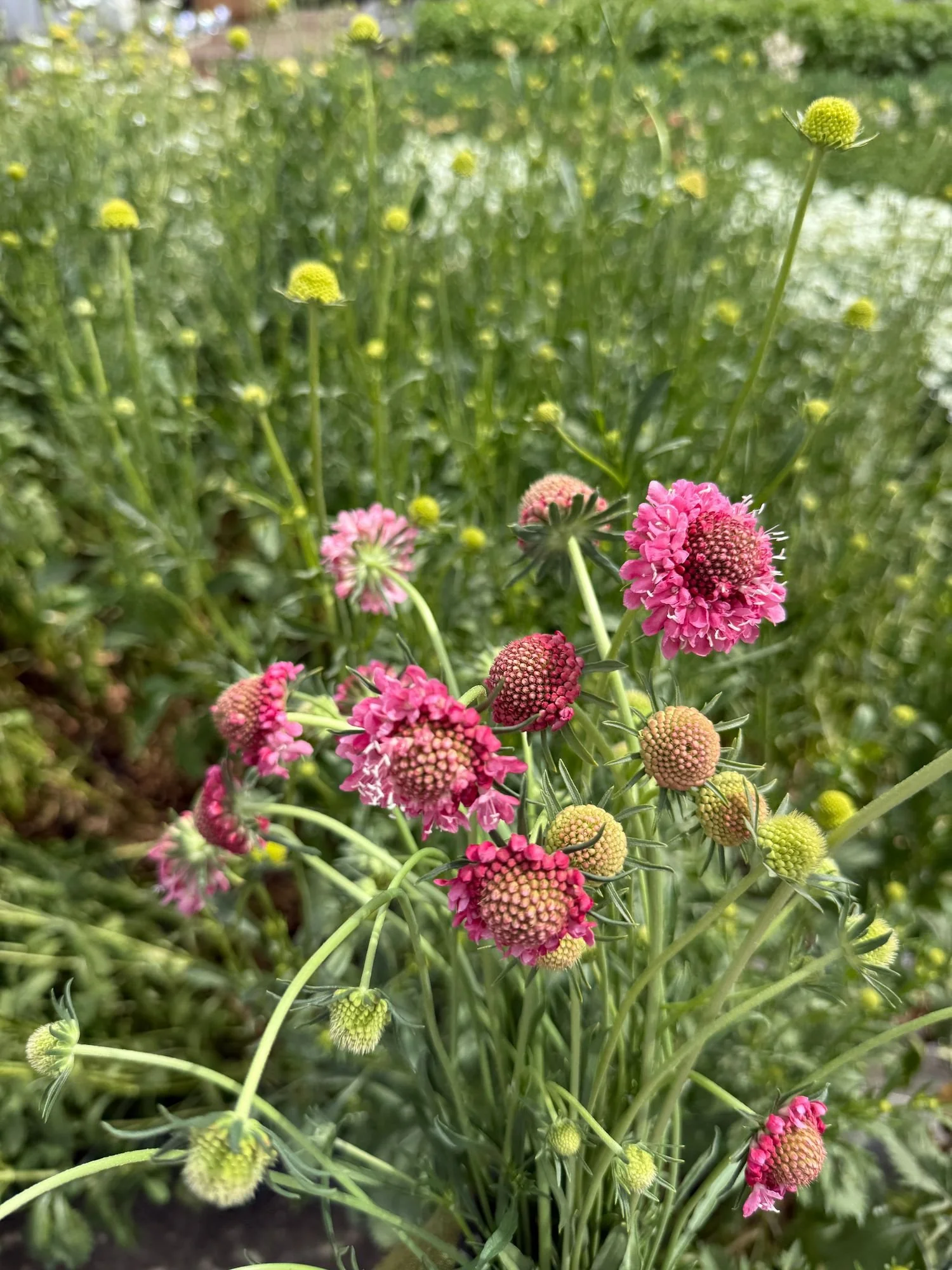 Scabiosa 'Salmon Rose'