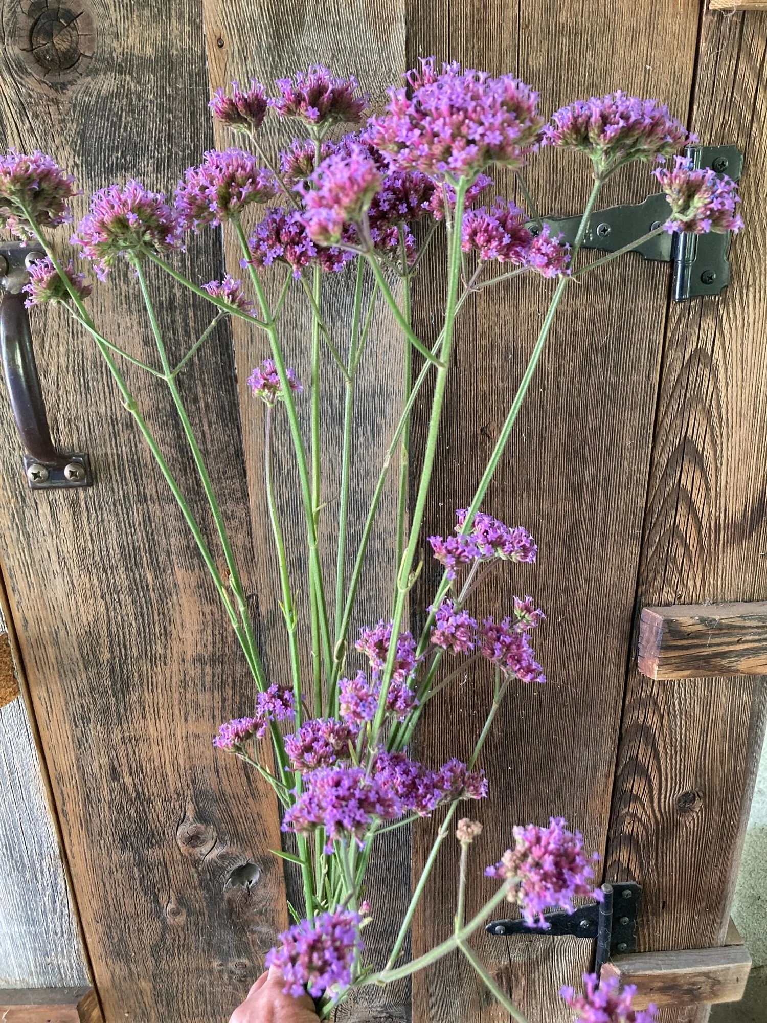 Verbena
