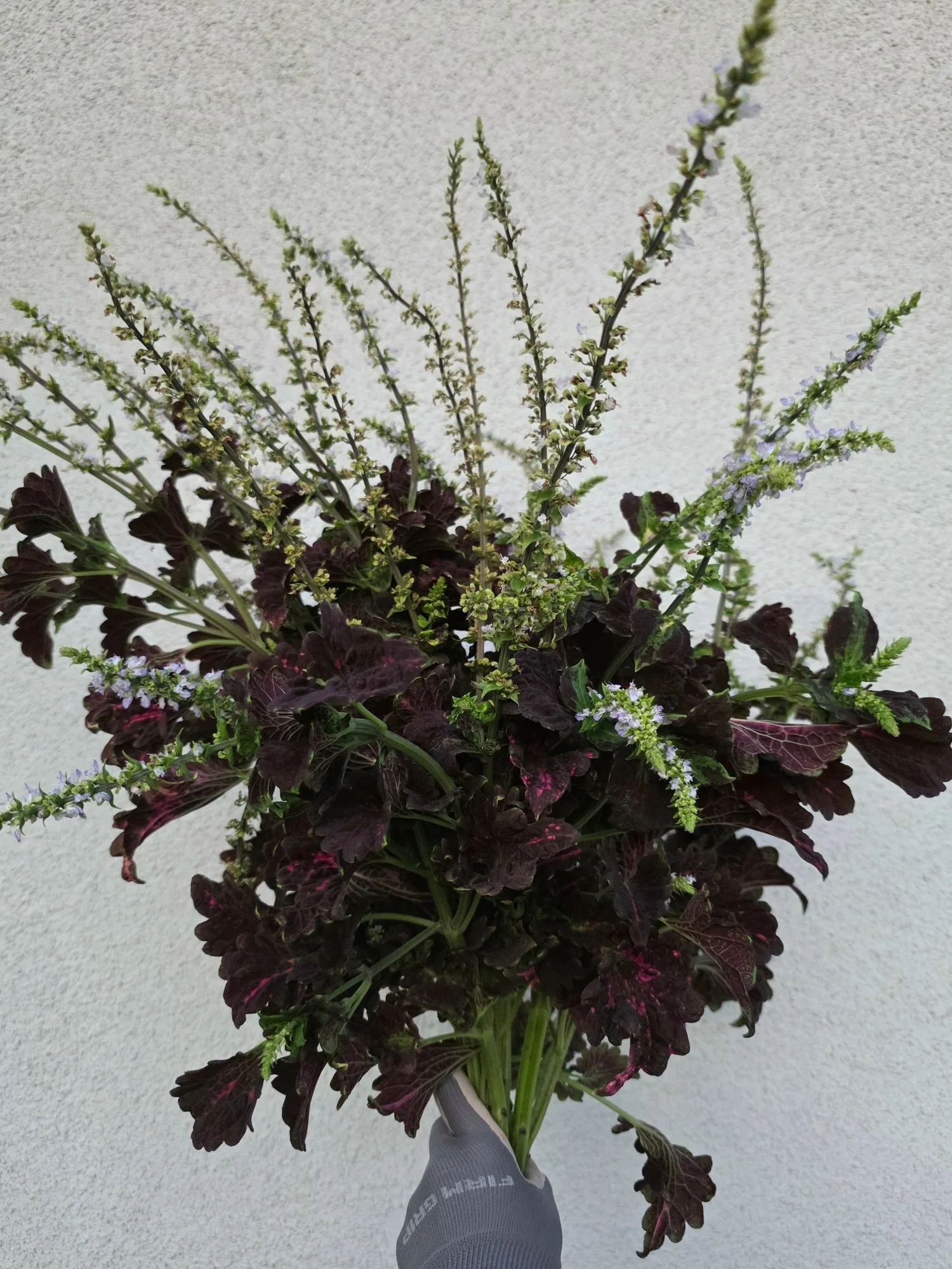 Coleus