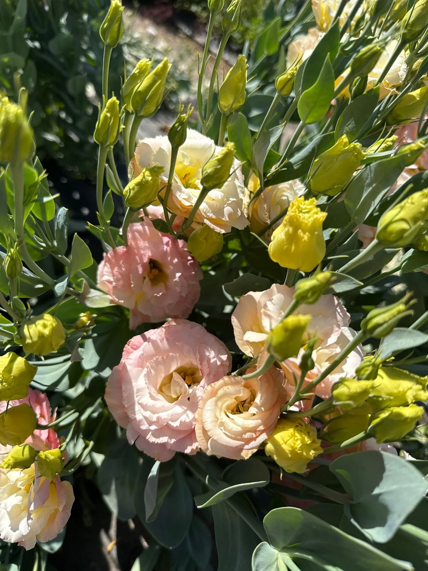 Lisianthus 'Voyage Champagne'