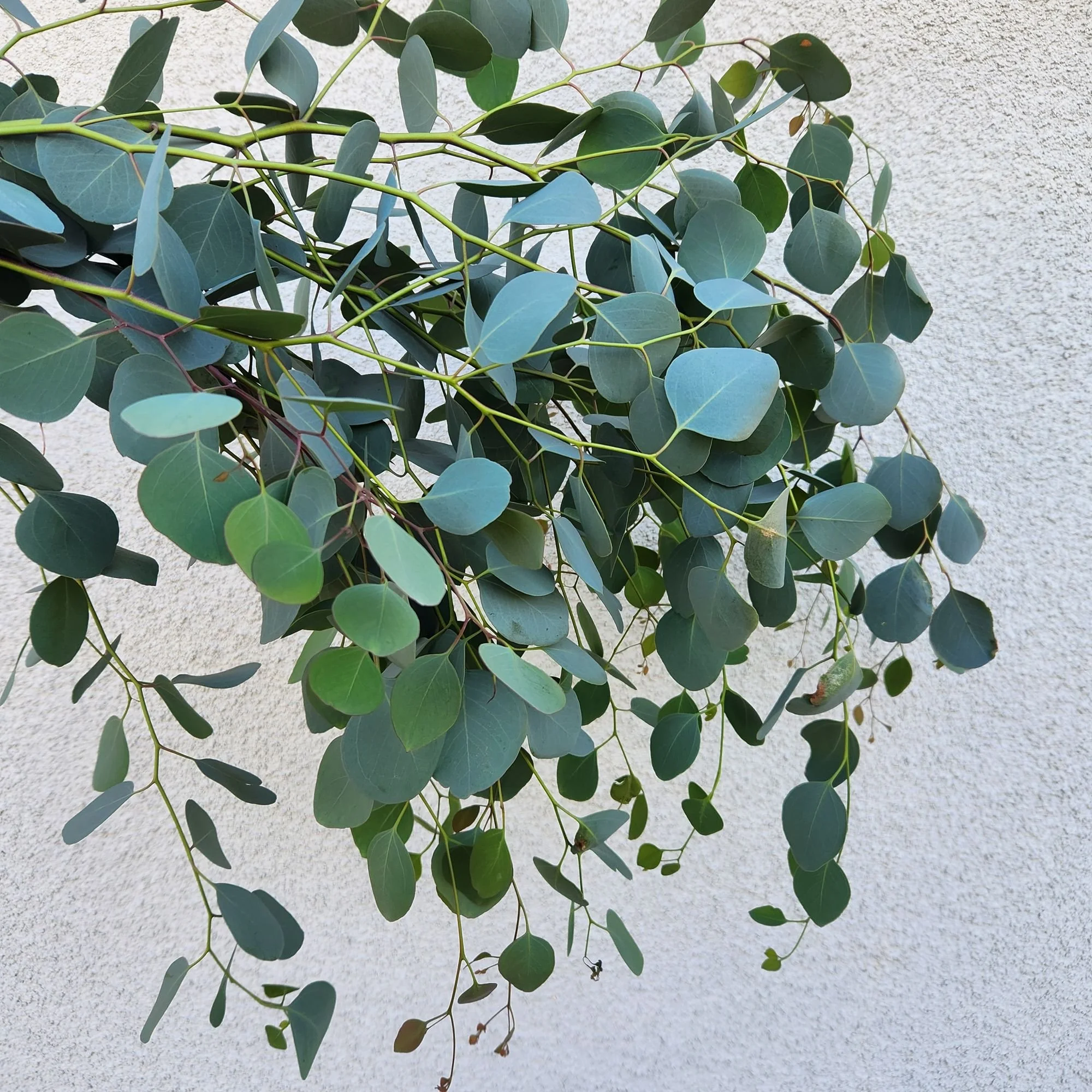 Eucalytpus 'Silver Dollar'