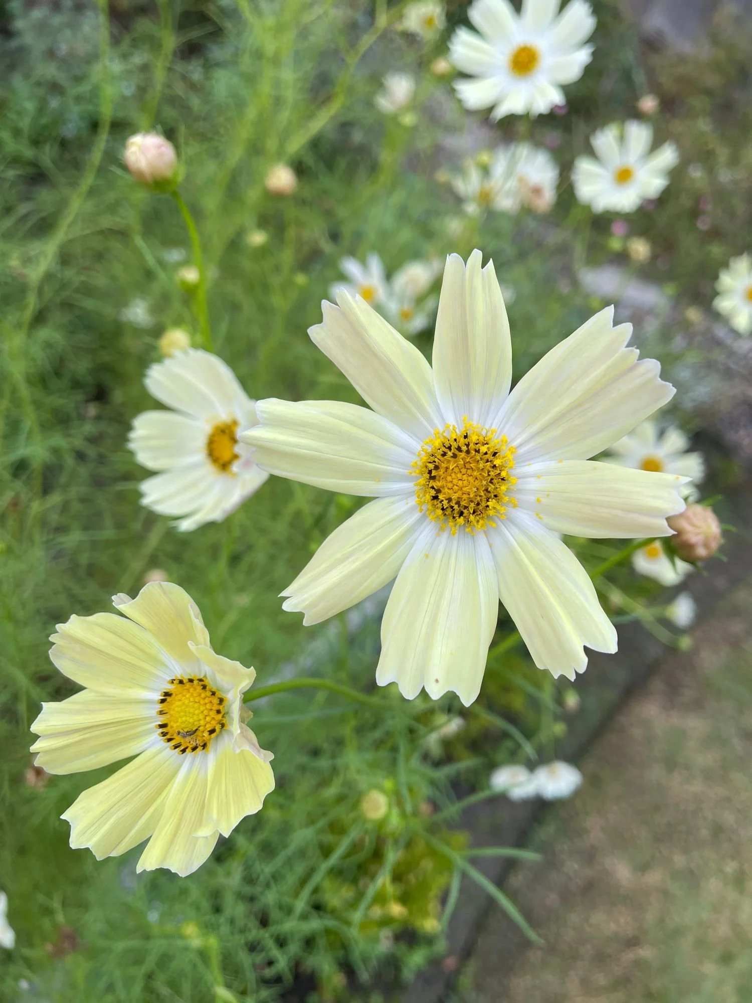 Cosmos 'Kiro'