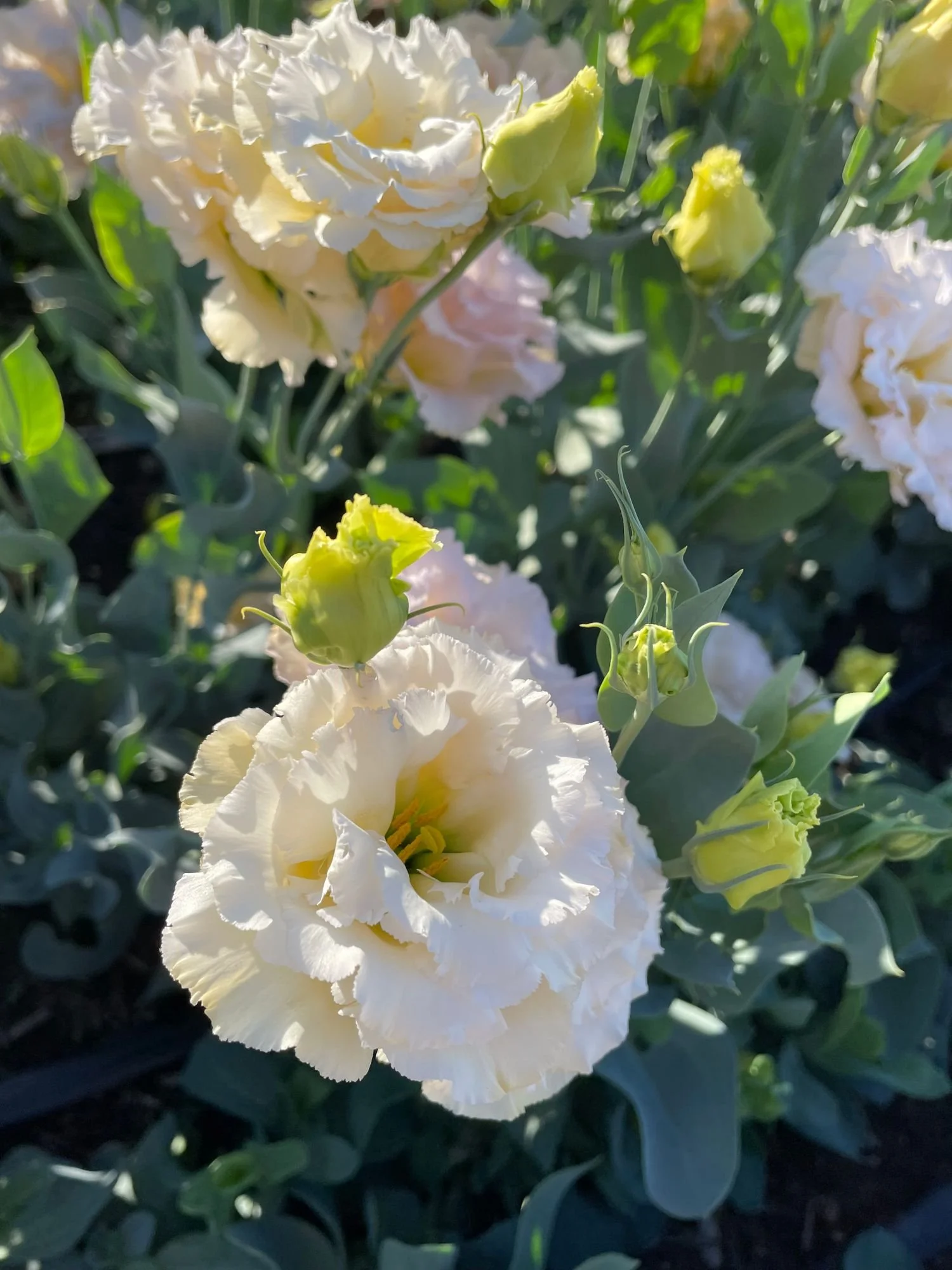 Lisianthus 'Blue Chateau'