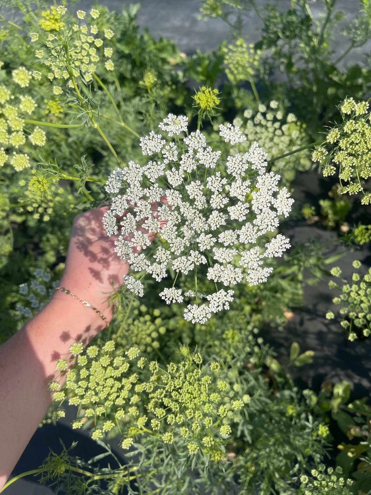 Ammi
