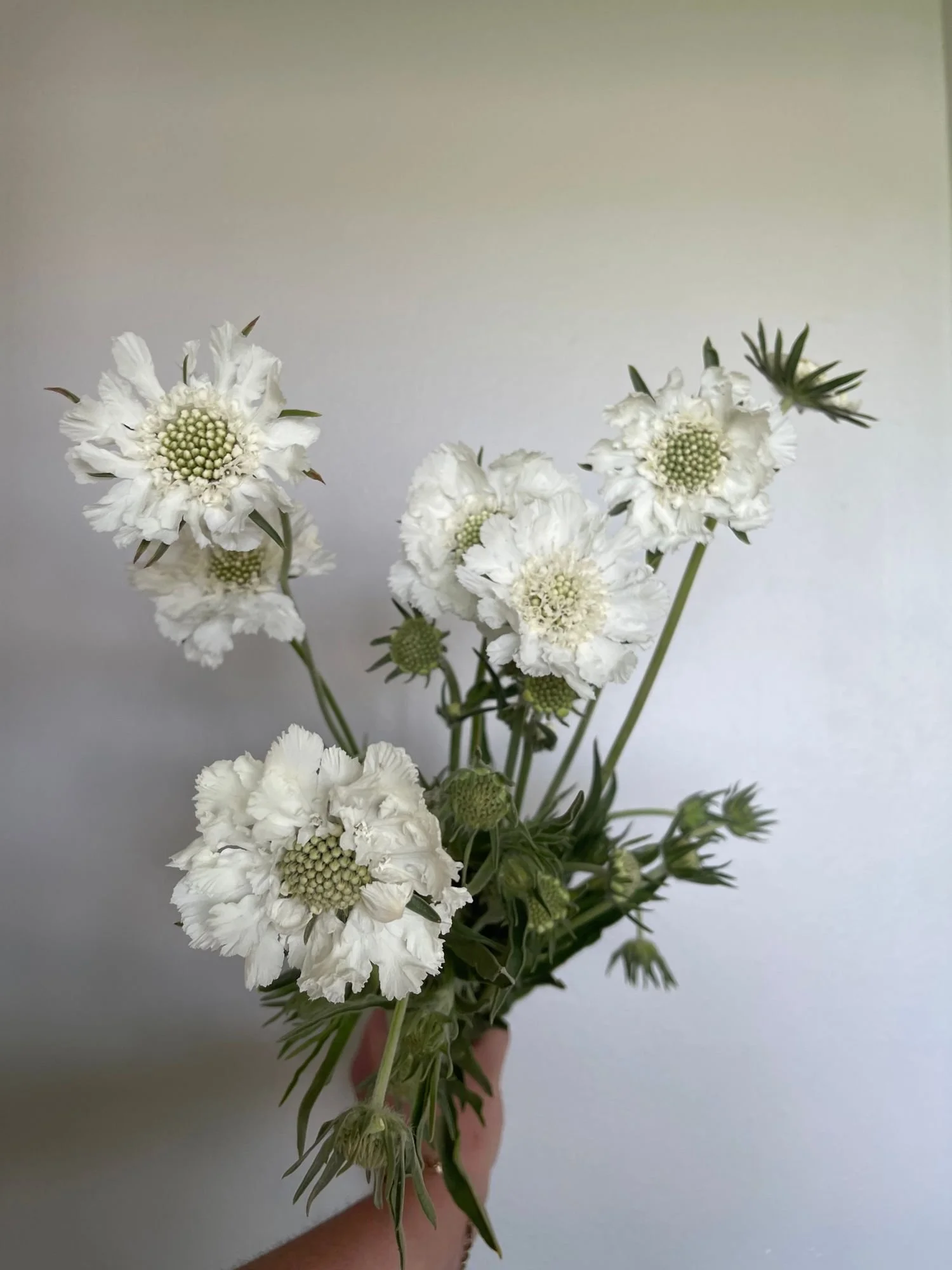 Scabiosa 'Fama'