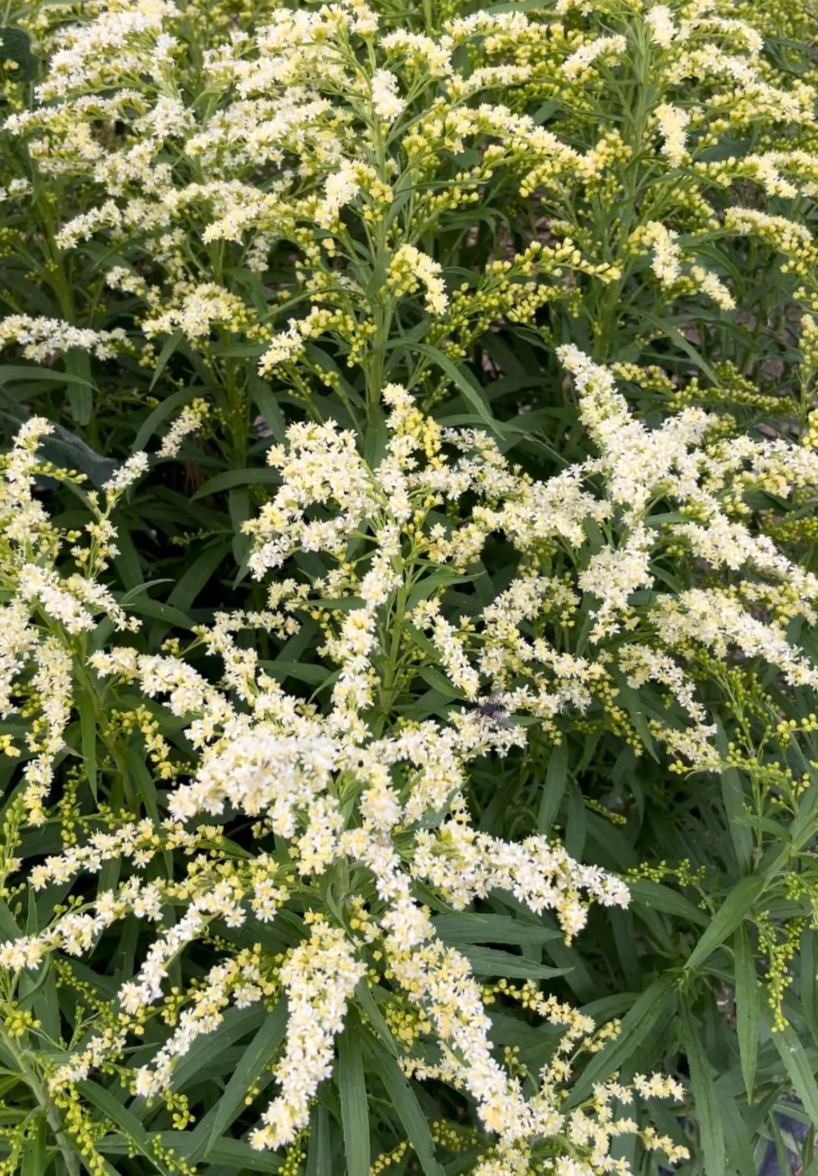 Solidago 'Moonlight Glory'