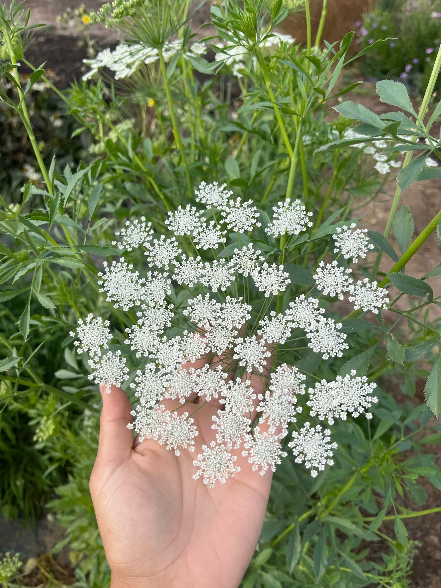 Queen Anne's Lace
