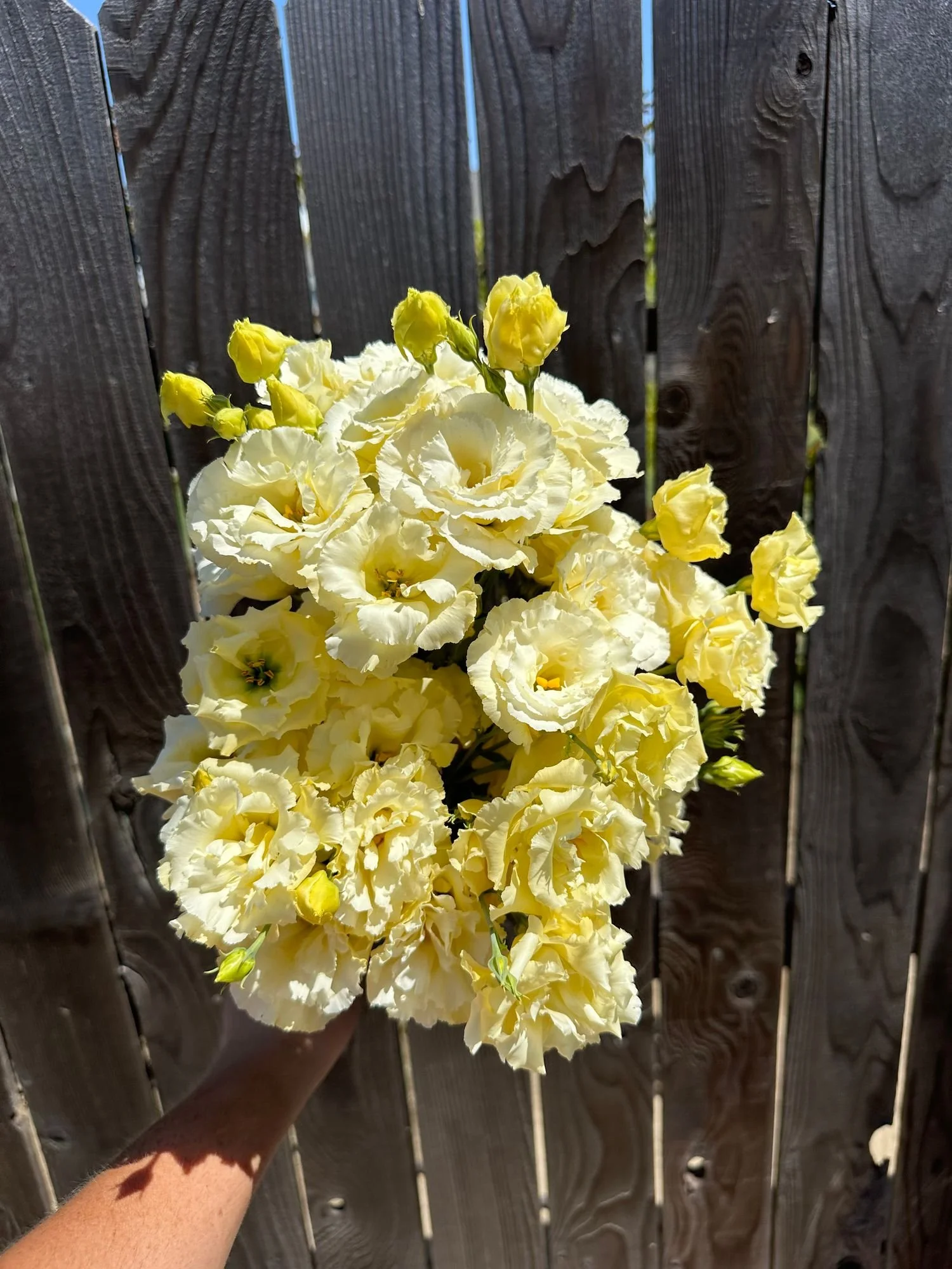 Lisianthus 'Voyage Yellow'