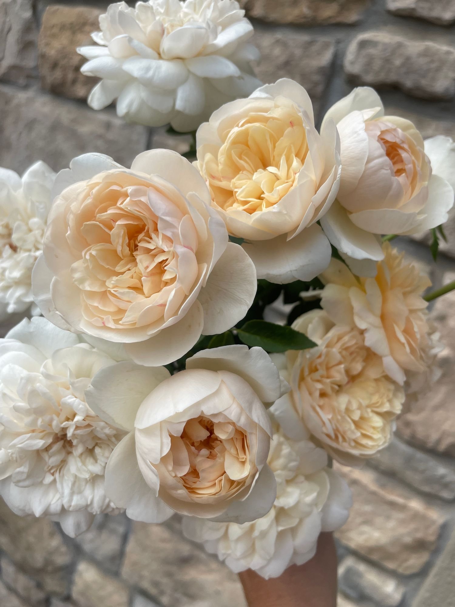 Rose 'Lichfield Angel'