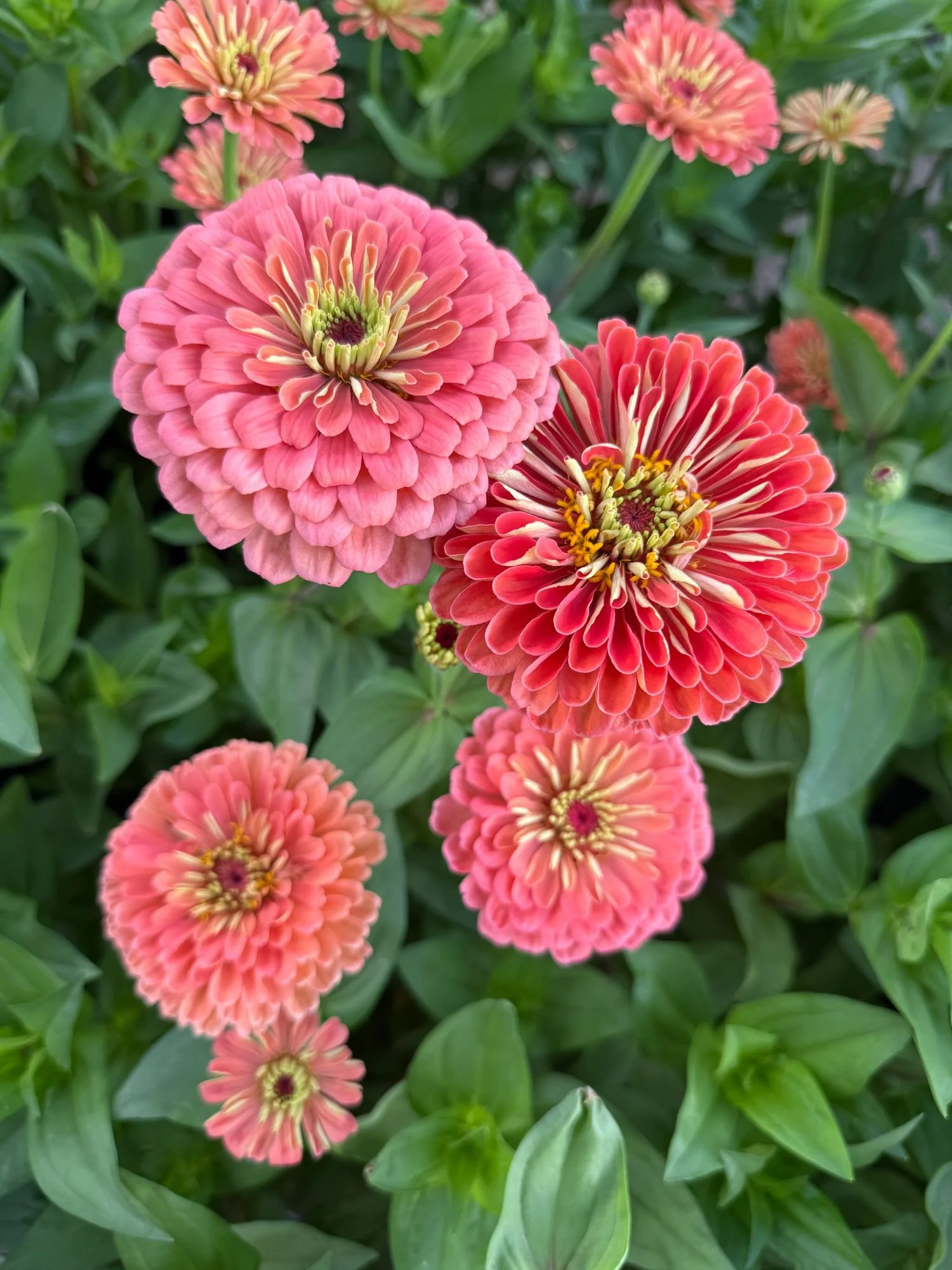 Zinnia 'Benarys Giant Salmon'