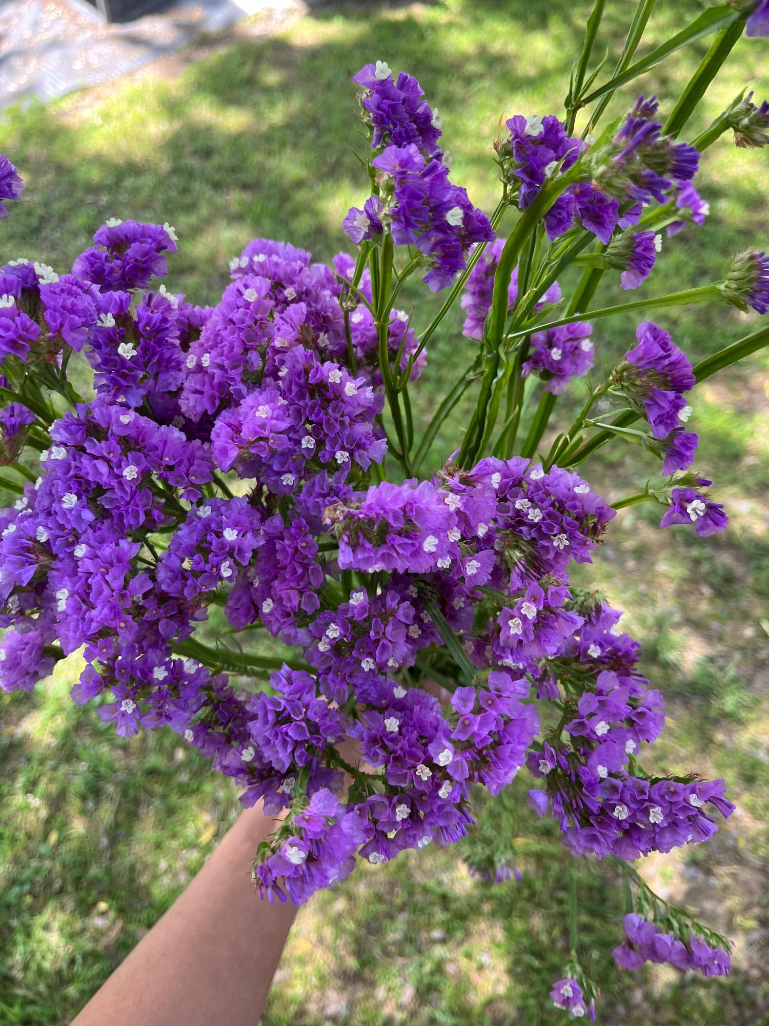 Statice 'Purple'