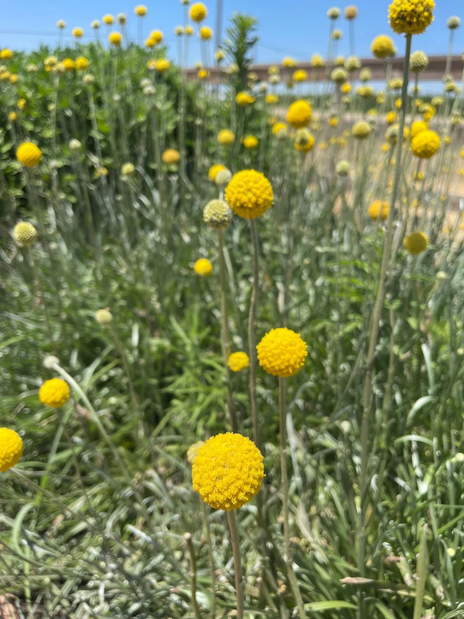 Craspedia 'Sun Ball'