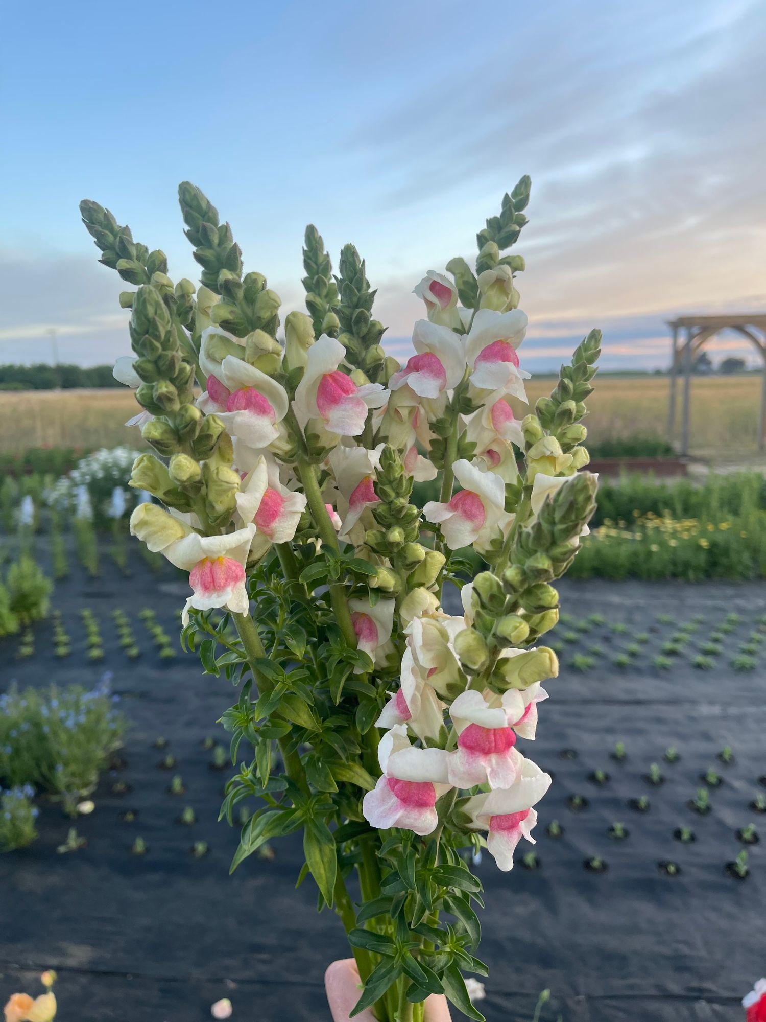 Snapdragon 'Appleblossum'