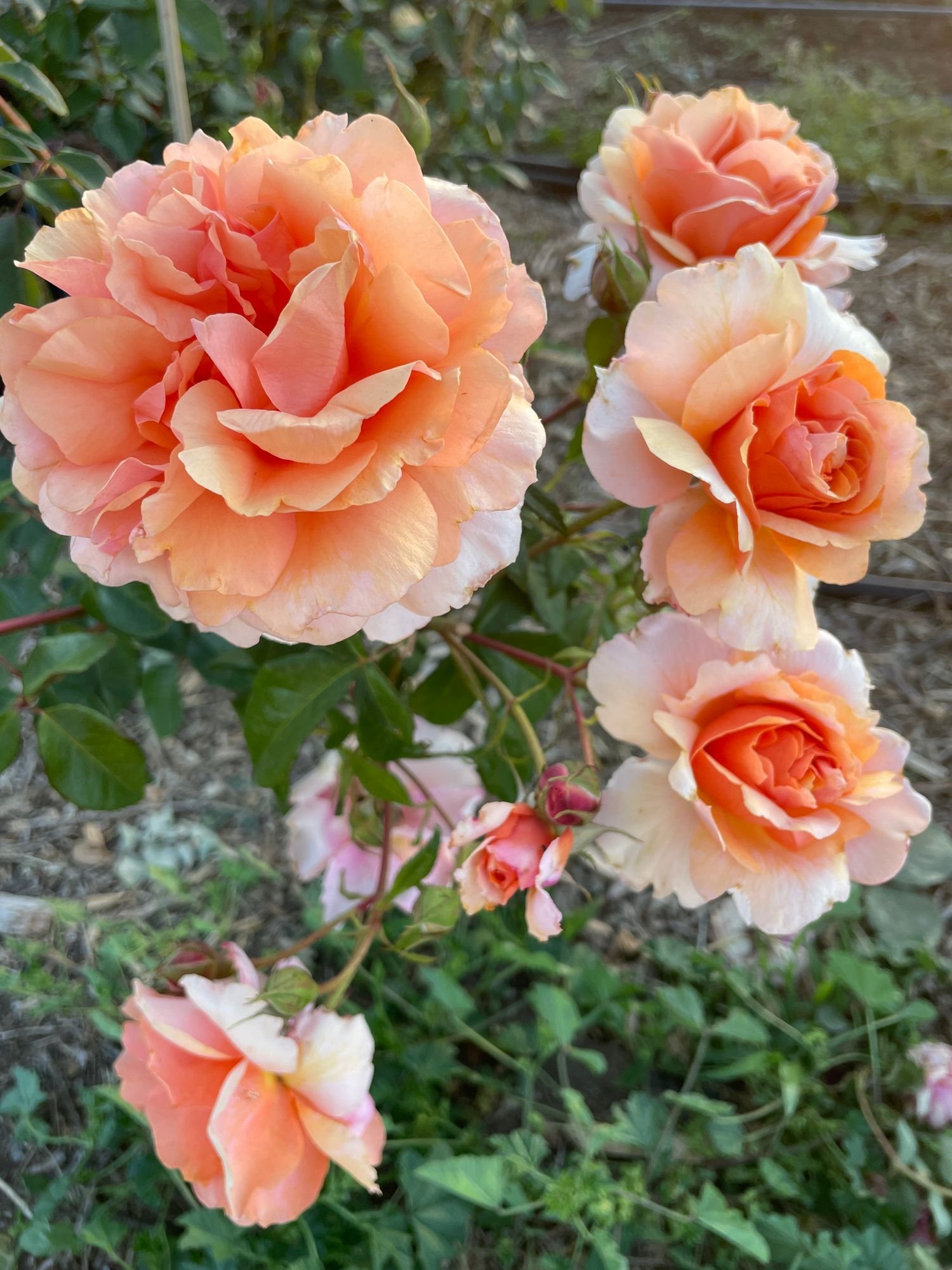 Rose 'Soul Sister'