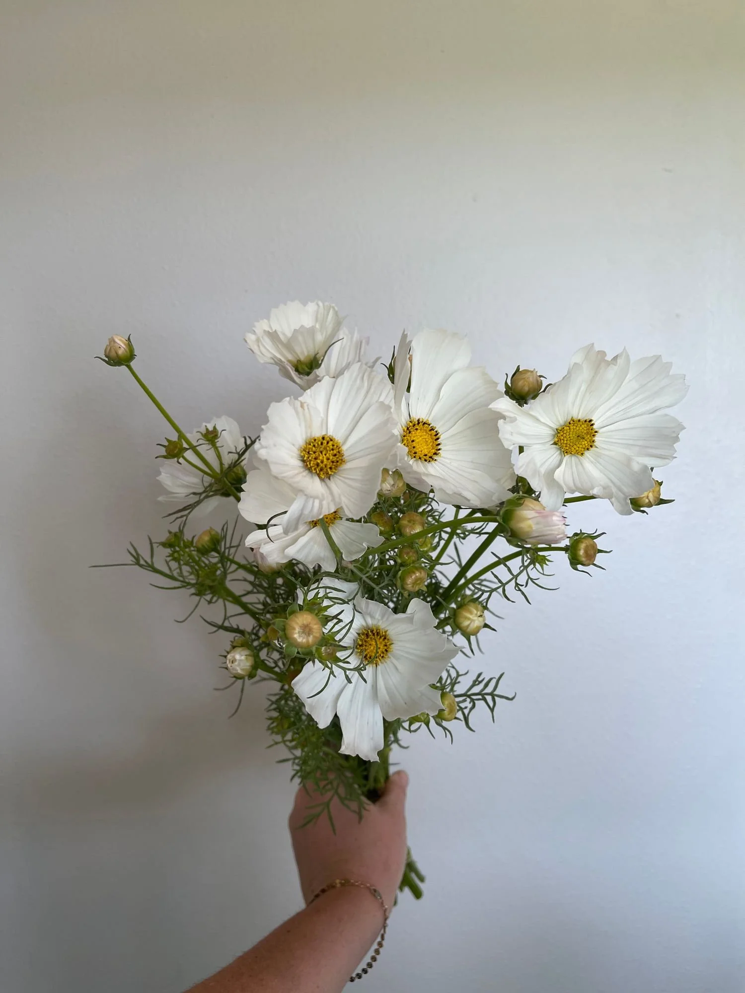 Cosmos 'Afternoon White'