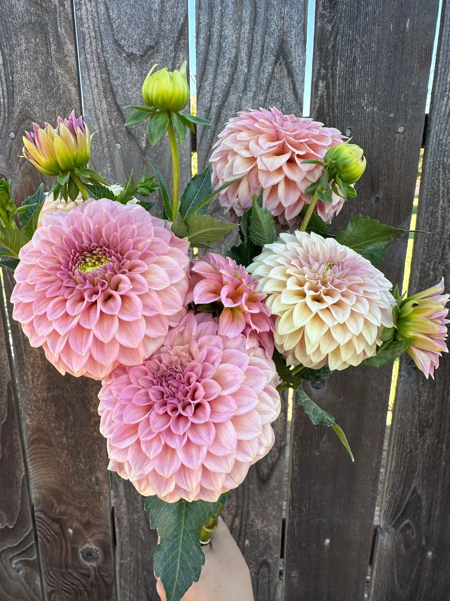 Dahlia 'Rock Run Ashley'