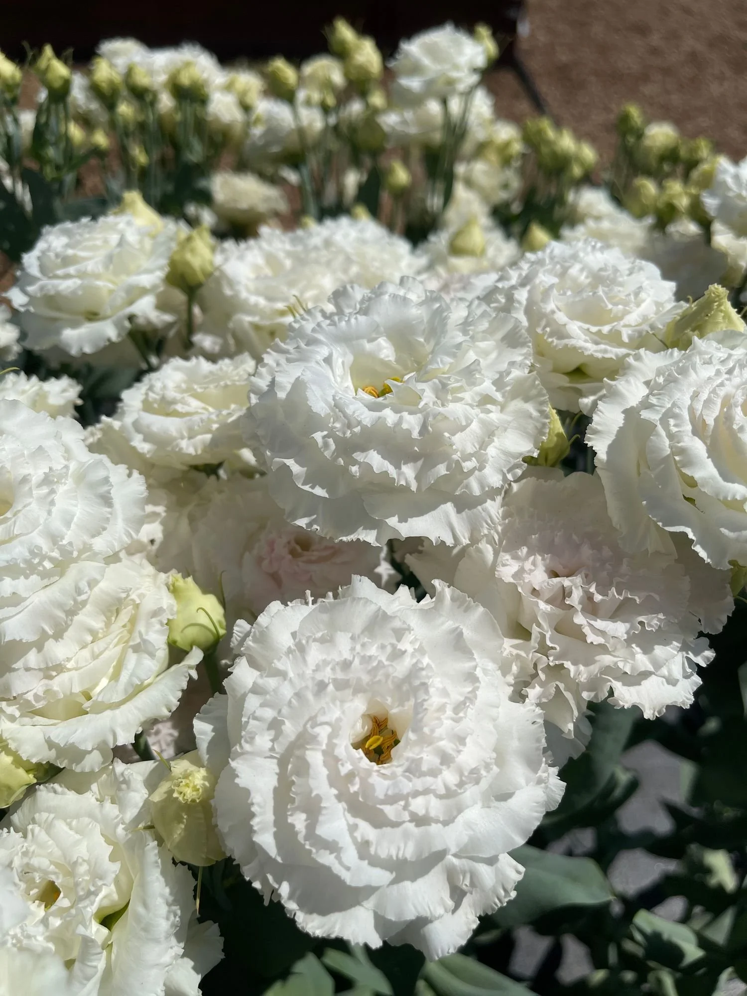 Lisianthus 'Voyage First Love'