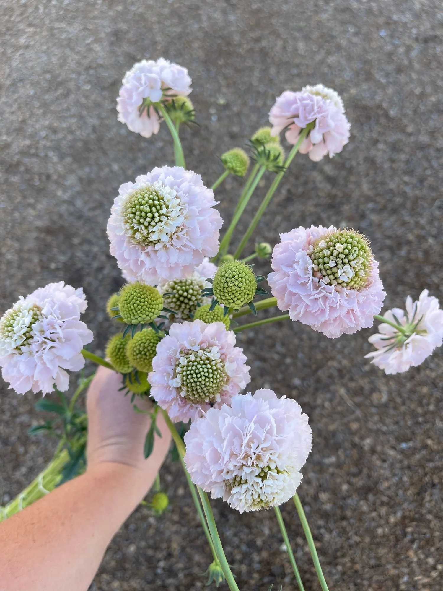Scabiosa 'Bon Bon Scoop'