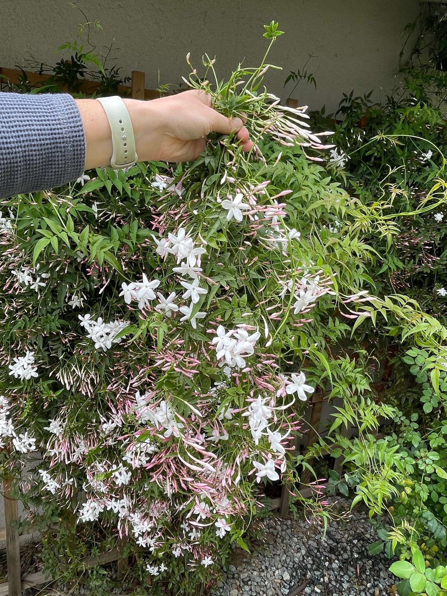 Blooming Jasmine