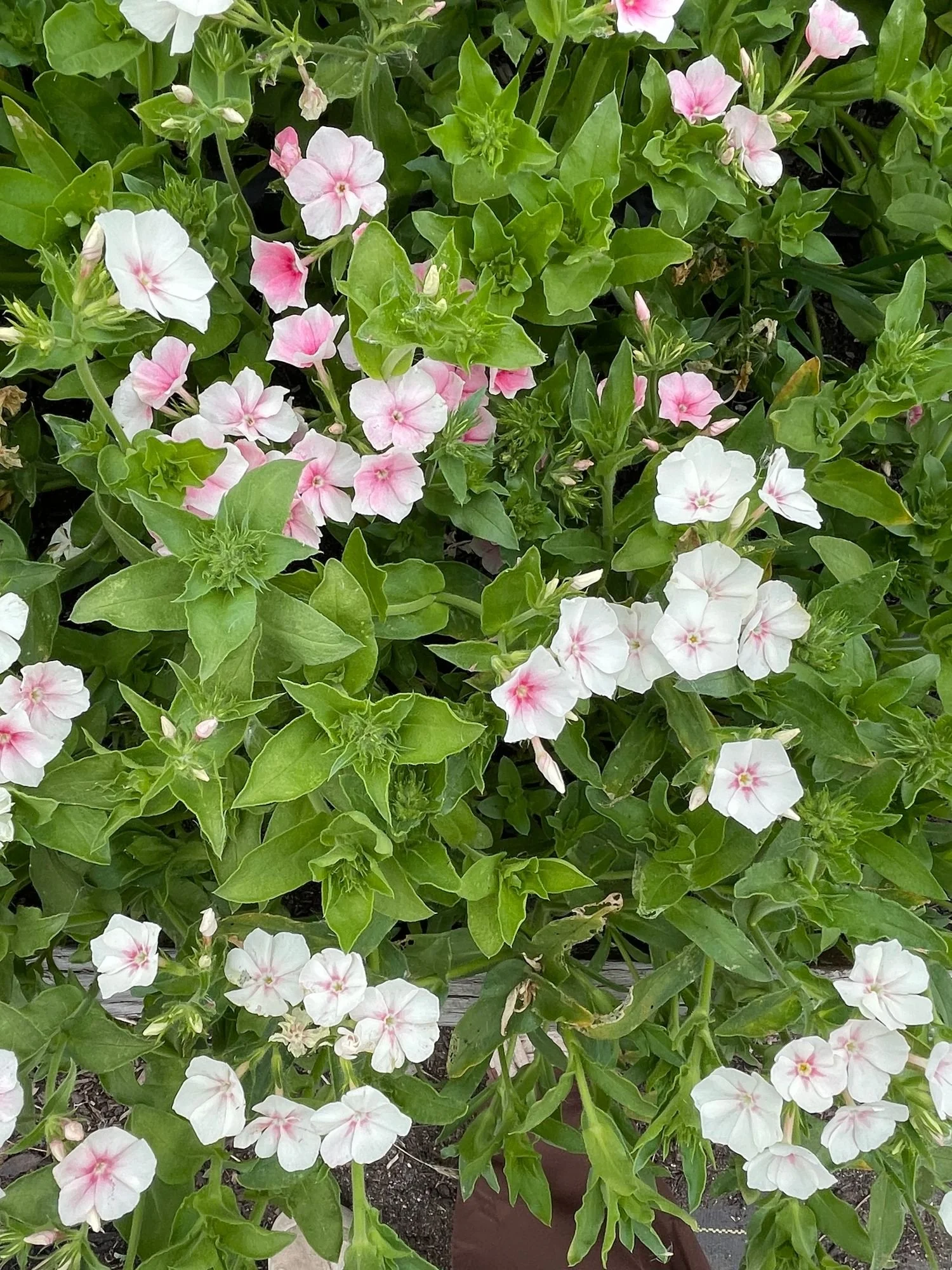 Phlox 'Blushing Bride'