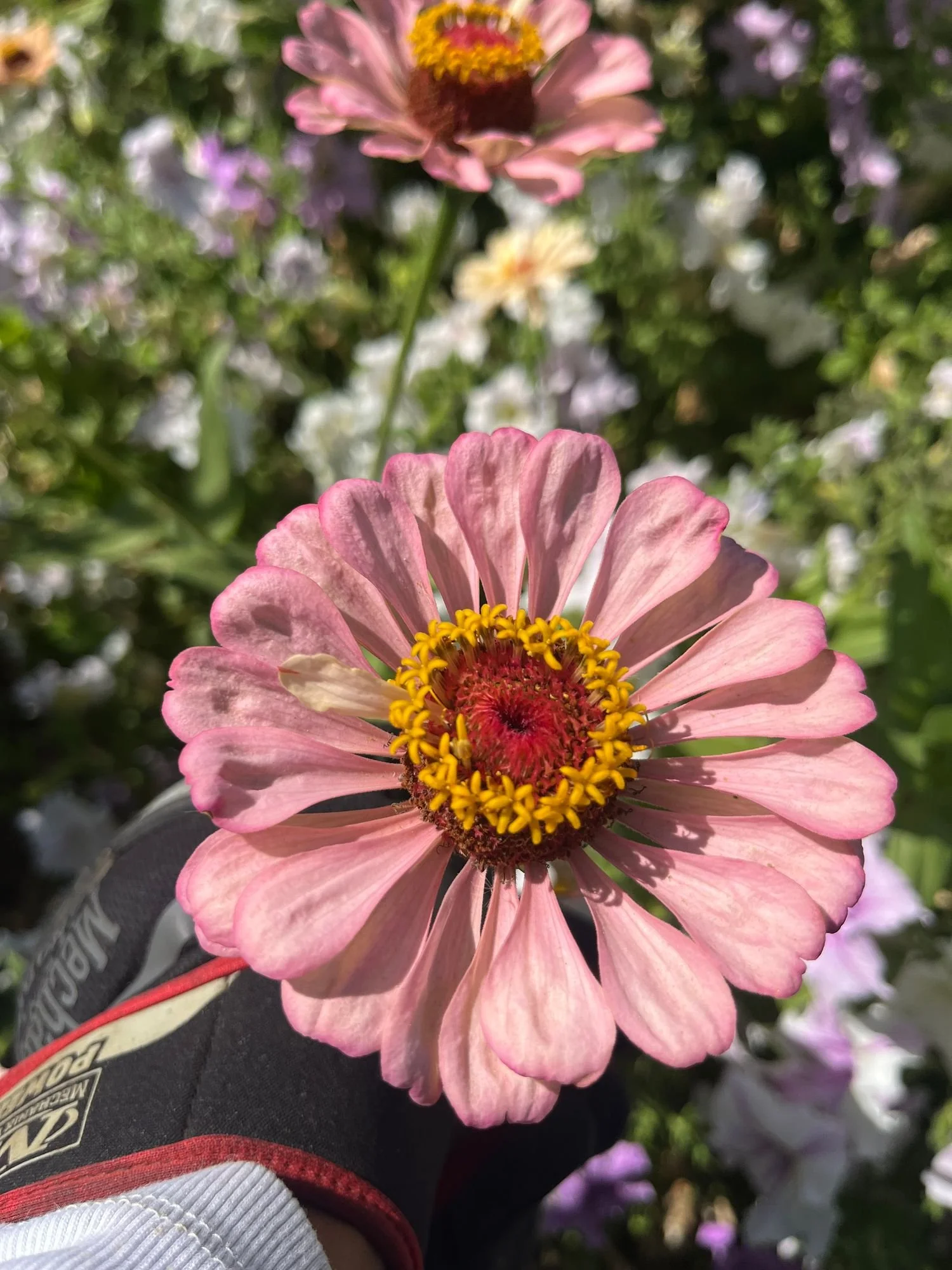 Zinnia 'Dawn Creek Pastel'