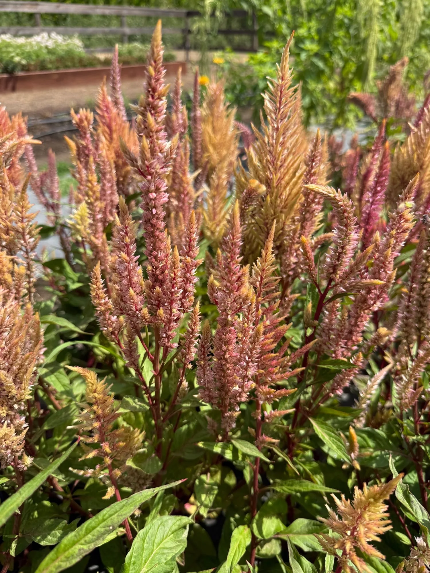 Celosia 'Rose Gold'