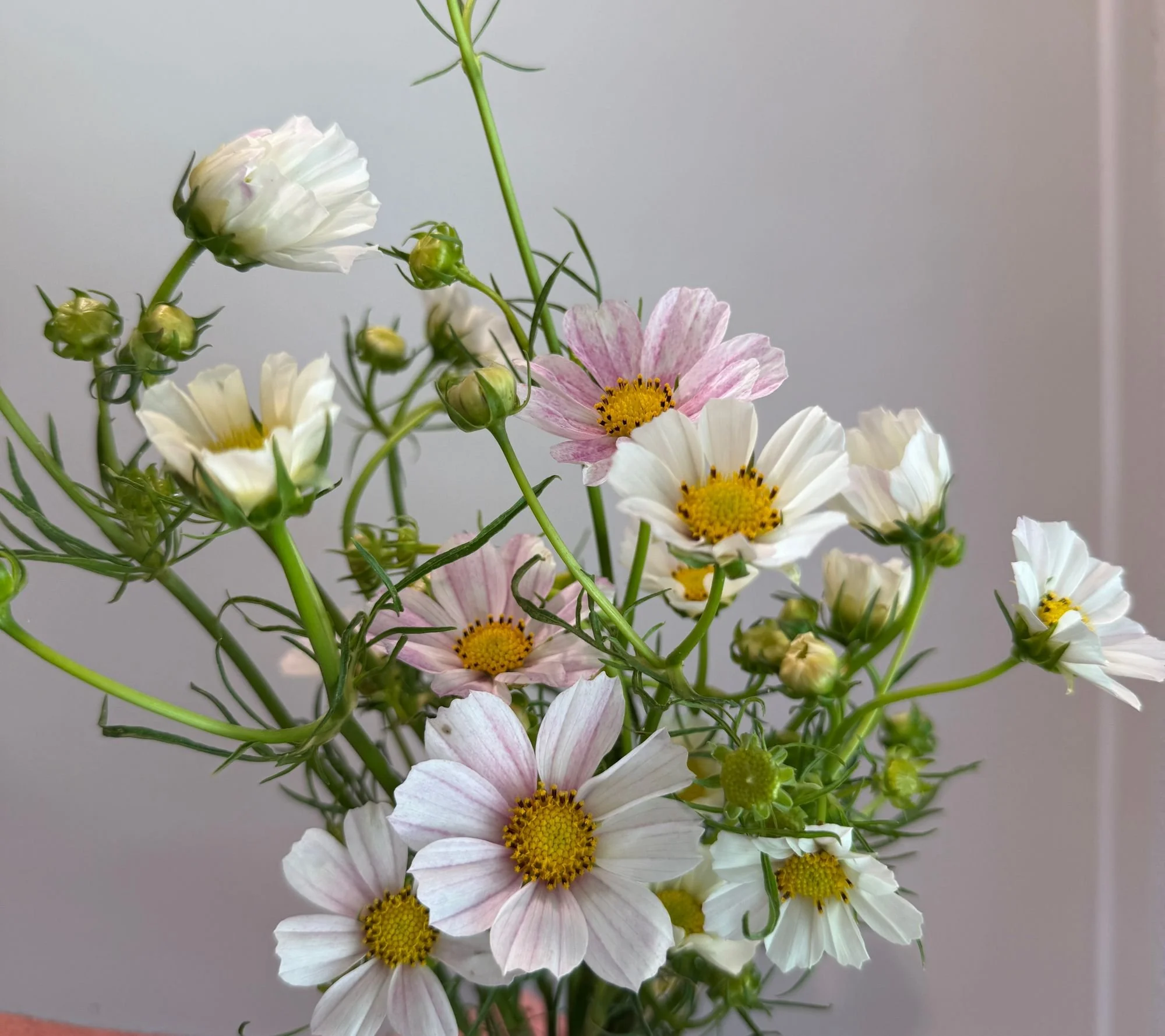 Cosmos 'Versailles Flush'