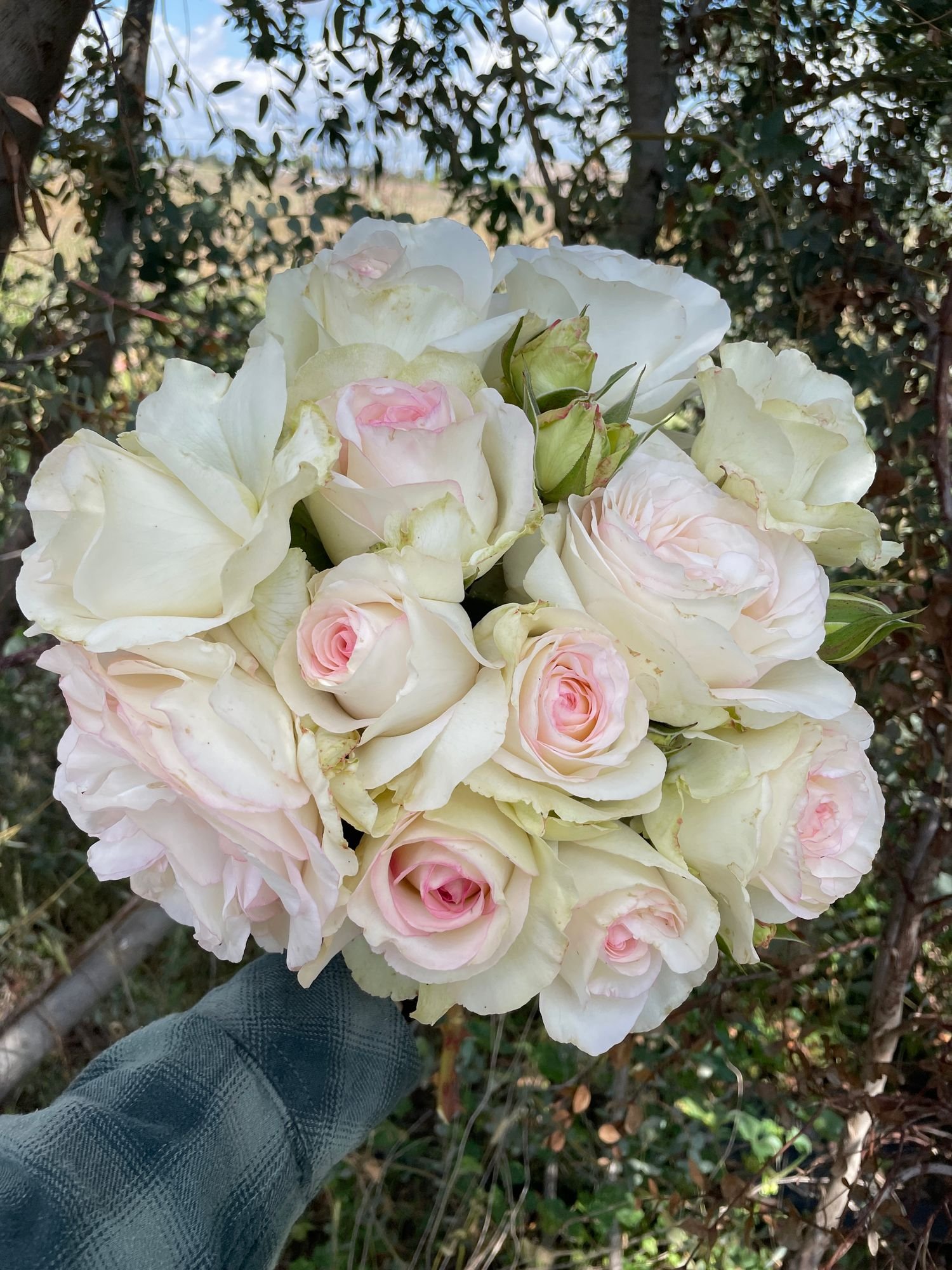 Rose 'Shirley’s Bouquet'